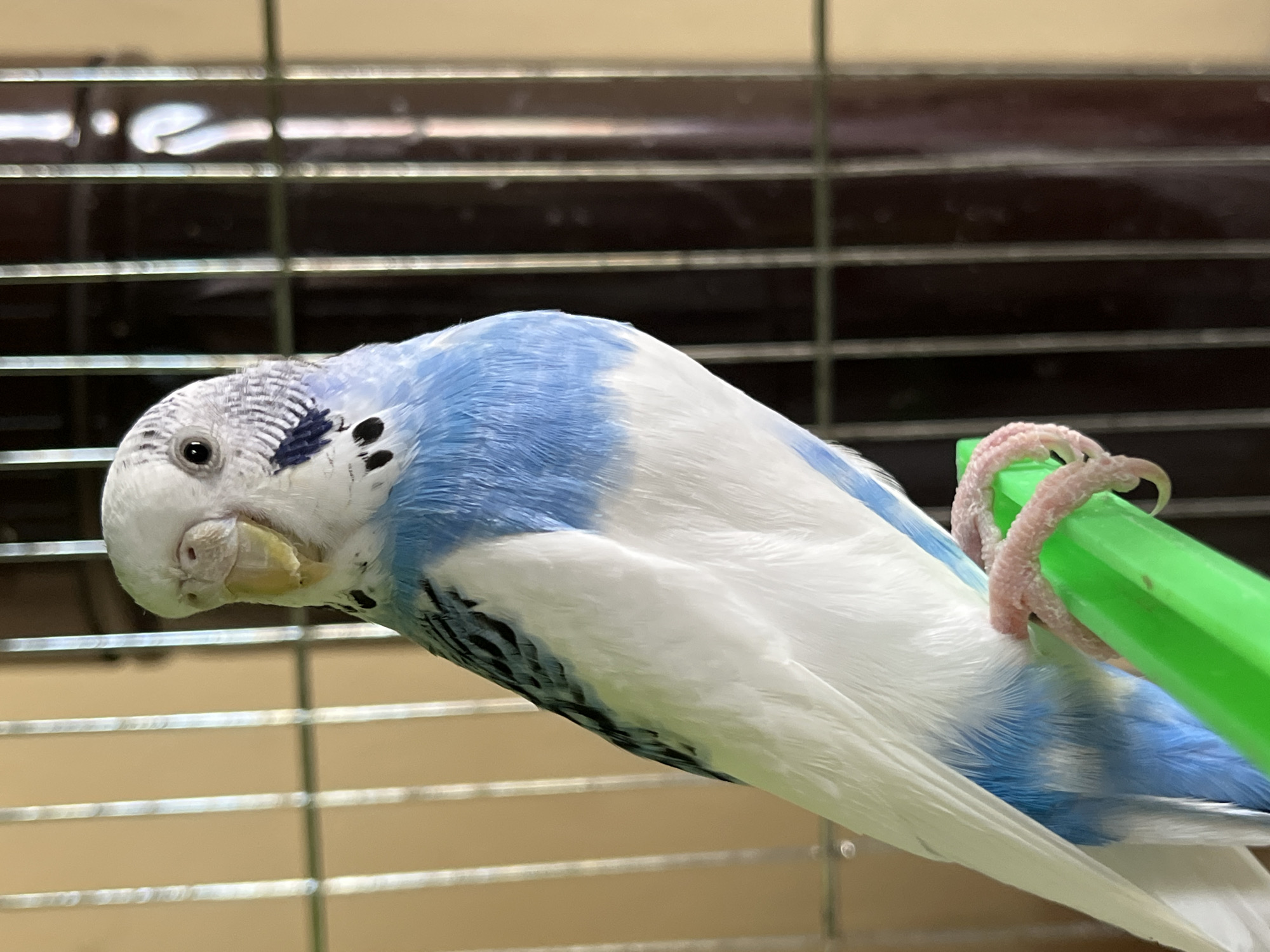 A blue and white budgerigar is perched on a green plastic bar within a cage. The cage is constructed of metal bars and is situated indoors. The bird's head has a pattern of black markings, and its beak is partially open. The bird's feet are pink and tightly gripping the perch. The cage is partially visible in the background, obscuring the surrounding environment. The specific location of this scene within the city of Shumen, Bulgaria, is not determinable from the image.