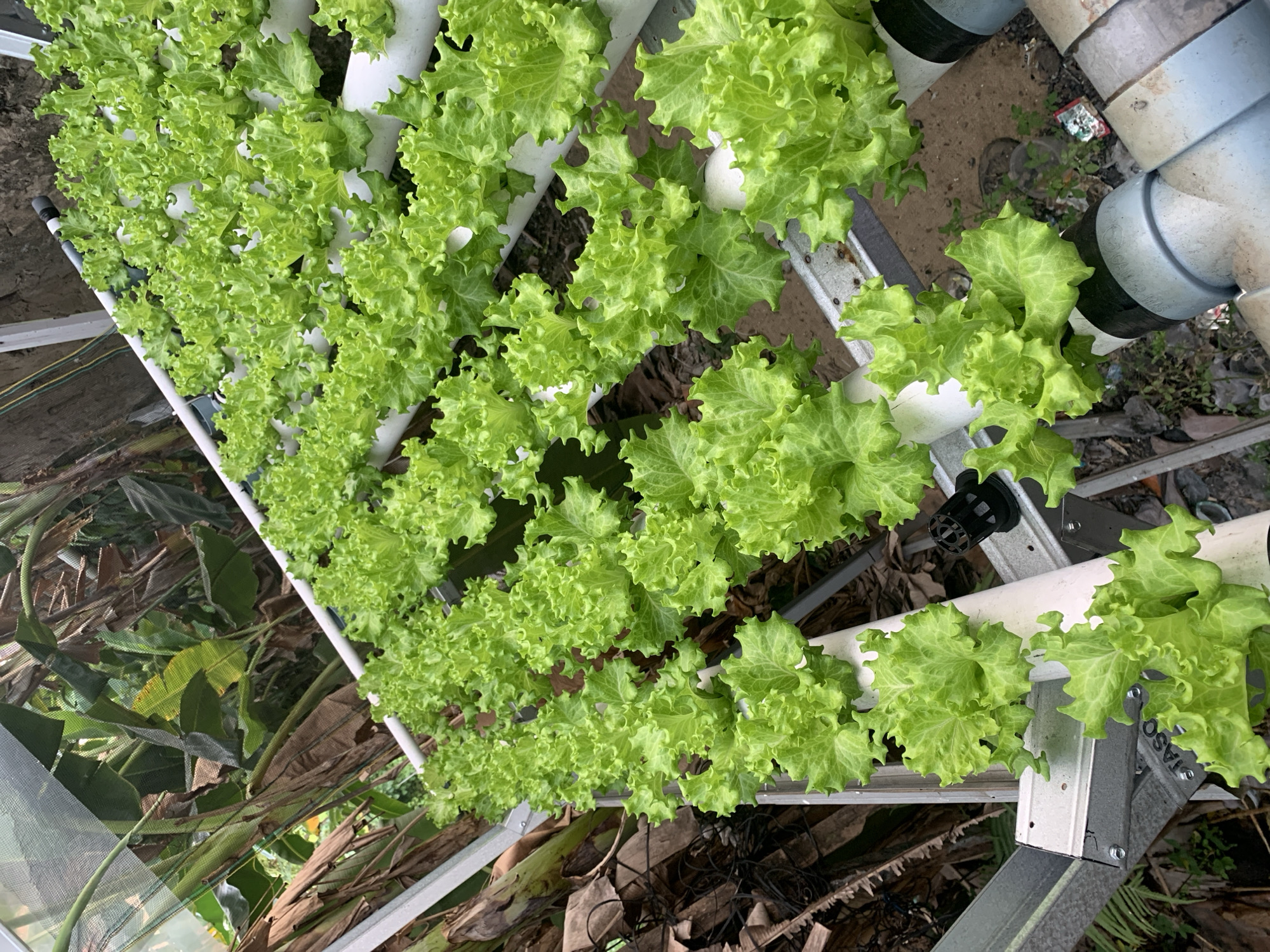 The image depicts a hydroponic farm in Palembang, Indonesia, with rows of vibrant green lettuce growing in white PVC pipes. The lettuce appears healthy and well-maintained. The farm is situated outdoors, with banana trees and dry foliage visible in the background, suggesting a tropical climate. Metal framing and netting are also present, likely part of the greenhouse structure. Several PVC pipes, some with black connectors, are arranged in a tiered system to hold the plants. The ground beneath the farm is covered with dirt and some scattered debris. There are no people visible in the image.