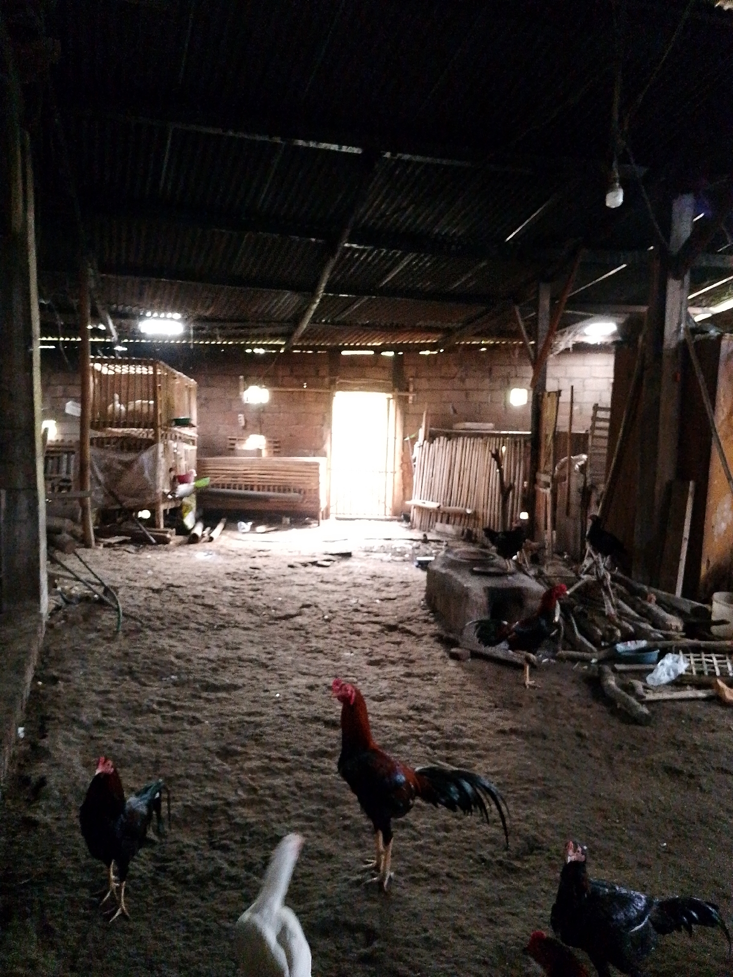 The image depicts the interior of a dimly lit chicken coop or barn in Babadan, Indonesia. The structure has a corrugated metal roof supported by wooden beams and posts. The floor is dirt and sand, littered with some debris. Several roosters are visible, mostly in the foreground and mid-ground, with their distinctive red combs and dark plumage. One rooster in the center is particularly prominent, facing towards the right with its tail feathers fanned. Another black rooster stands to its left. Further back, a white bird, possibly a chicken or a duck, is partially visible. In the background, there are wooden cages or enclosures, possibly for housing other chickens, and stacks of firewood. The far end of the barn opens up to a bright, sunlit area, suggesting an exit or entrance. The overall impression is one of a rustic, functional farm animal enclosure.