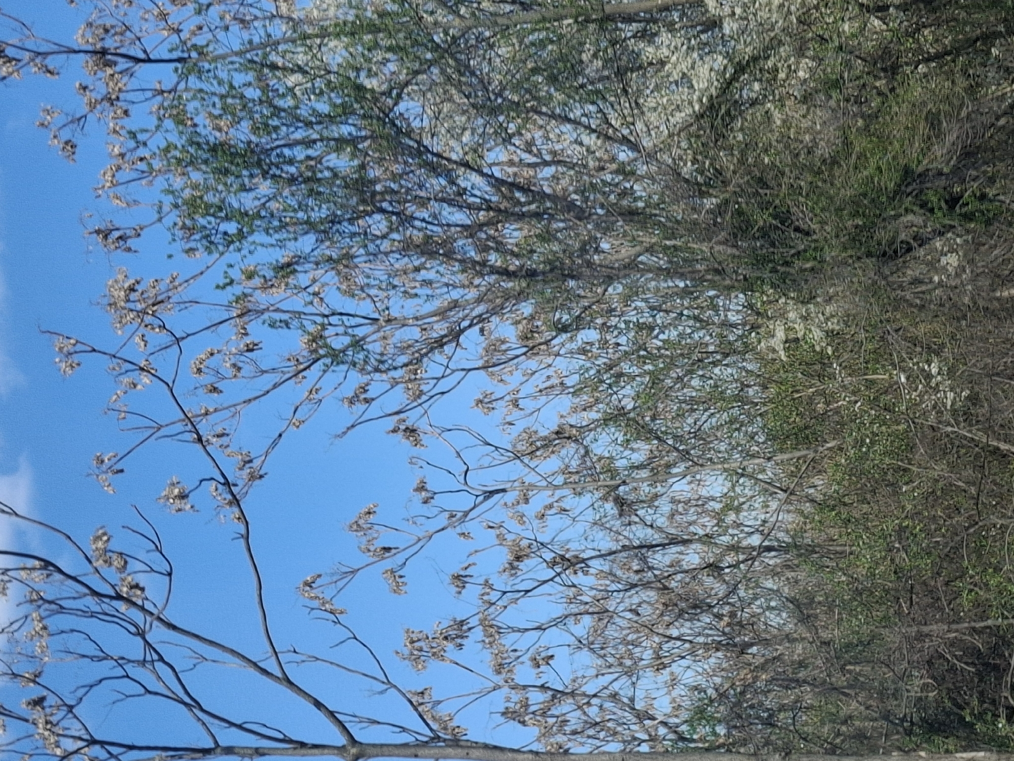 A low-angle view of the sky with tree branches. The sky is blue with wisps of white clouds in the lower left corner. Bare tree branches with small brown buds or blossoms are visible in the foreground, contrasting against the blue sky. Behind the bare branches, more dense foliage with green and white blossoms fills the upper portion of the frame, suggesting a wooded area. The location is Tsar Simeonovo, Bulgaria.