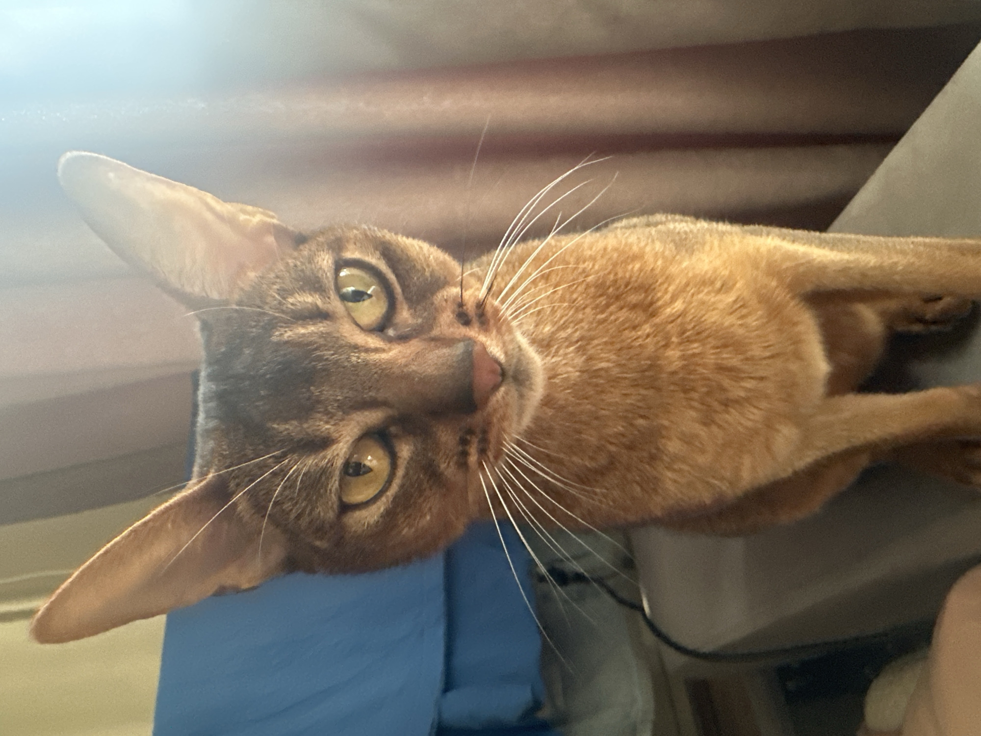 A close-up, slightly angled view of a ruddy Abyssinian cat. The cat has golden eyes and prominent ears, and its head is tilted towards the camera. Its coat is a reddish-brown color, and it has white whiskers. The background is a blur of blue and grey, possibly clothing or furniture. The location cannot be determined.
