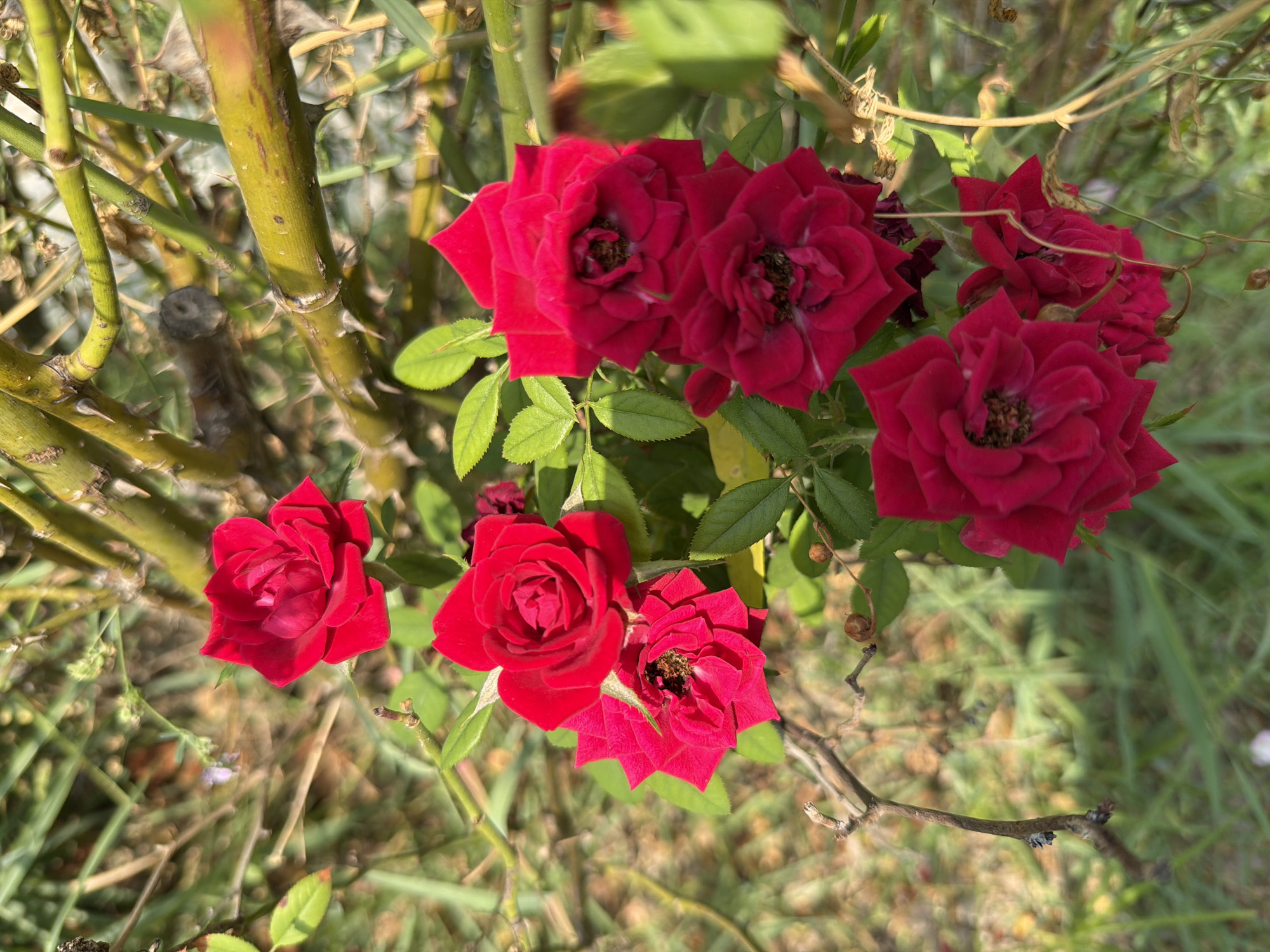 A close-up, high-angle shot captures a cluster of vibrant red roses in bloom, intertwined with thorny green rose stems and interspersed with green foliage. The roses, varying in fullness, display their intricate petal structures, with the stamens of some visible in their centers. The thorny branches create a natural, somewhat wild aesthetic. The background is softly blurred, suggesting a garden setting with dappled sunlight creating a bokeh effect of light and shadow on what appears to be grass and other vegetation. There is no indication of human presence or activity within the frame. The scene is devoid of any urban elements, and therefore, no specific location within Sabirabad, Azerbaijan can be inferred.