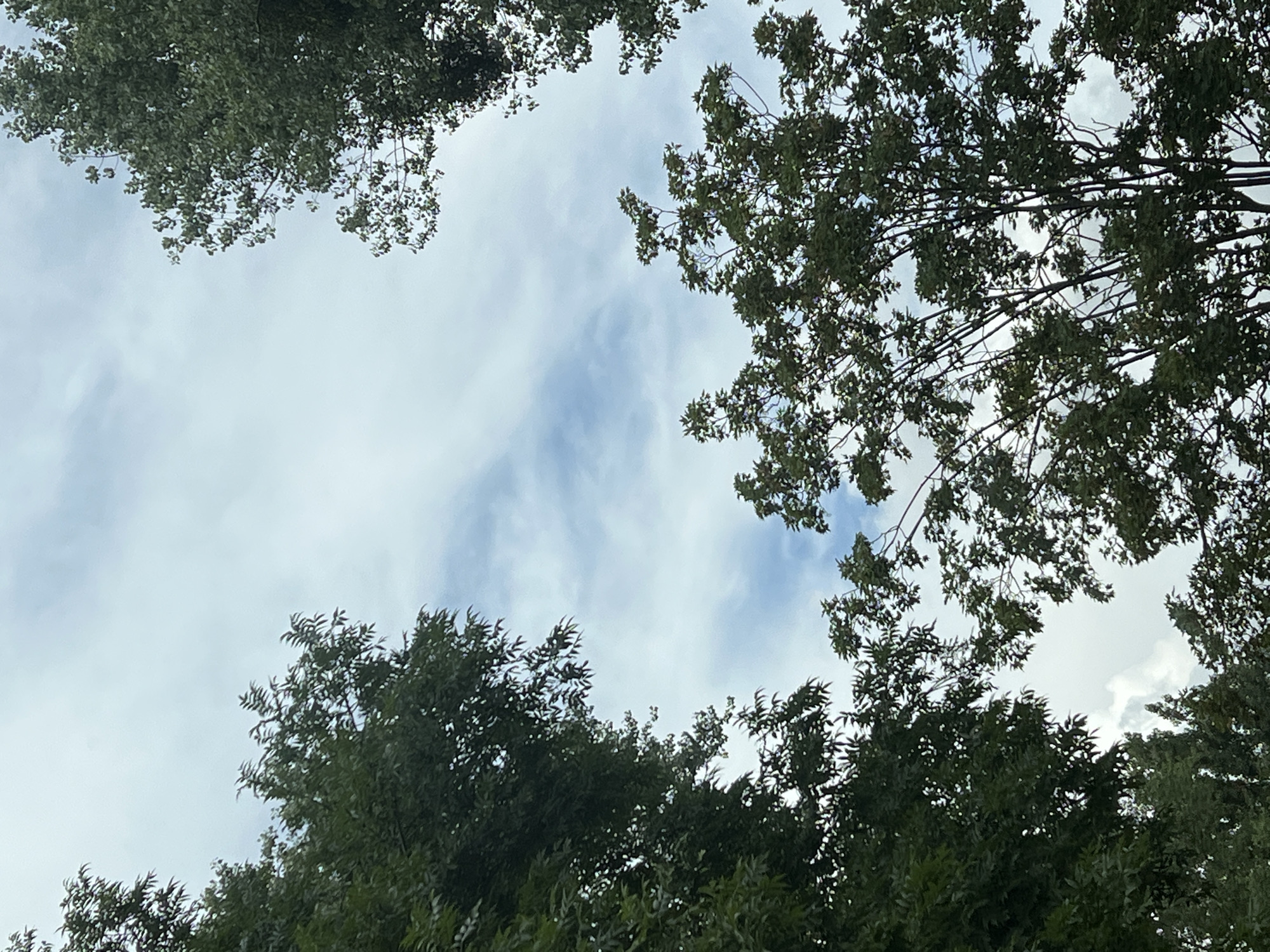 This is a low-angle shot looking up at the sky through the canopy of trees in Warsaw, Poland. The sky is partly cloudy with patches of blue visible. The leaves of the trees are dark green and appear dense. The composition frames the sky, suggesting the viewer is standing beneath the trees.