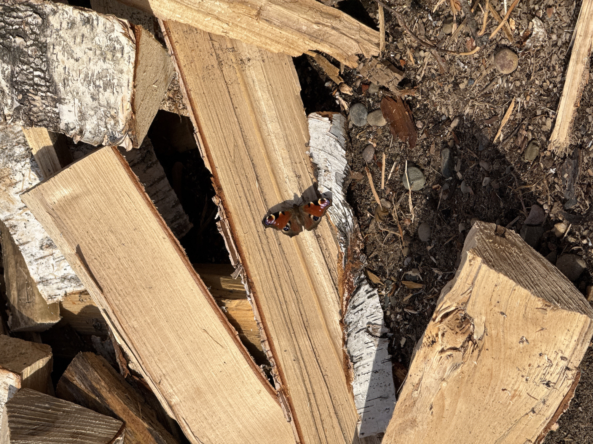The image shows a close-up of a pile of firewood. The firewood appears to be a mix of birch logs, identifiable by their white bark, and other types of wood. A European Peacock butterfly is resting on one of the pieces of wood. The background is filled with smaller debris, possibly bark chips, soil, and small pebbles. Without additional information, it is impossible to confirm that this image was taken in the city of Chaikovsky, Russia.