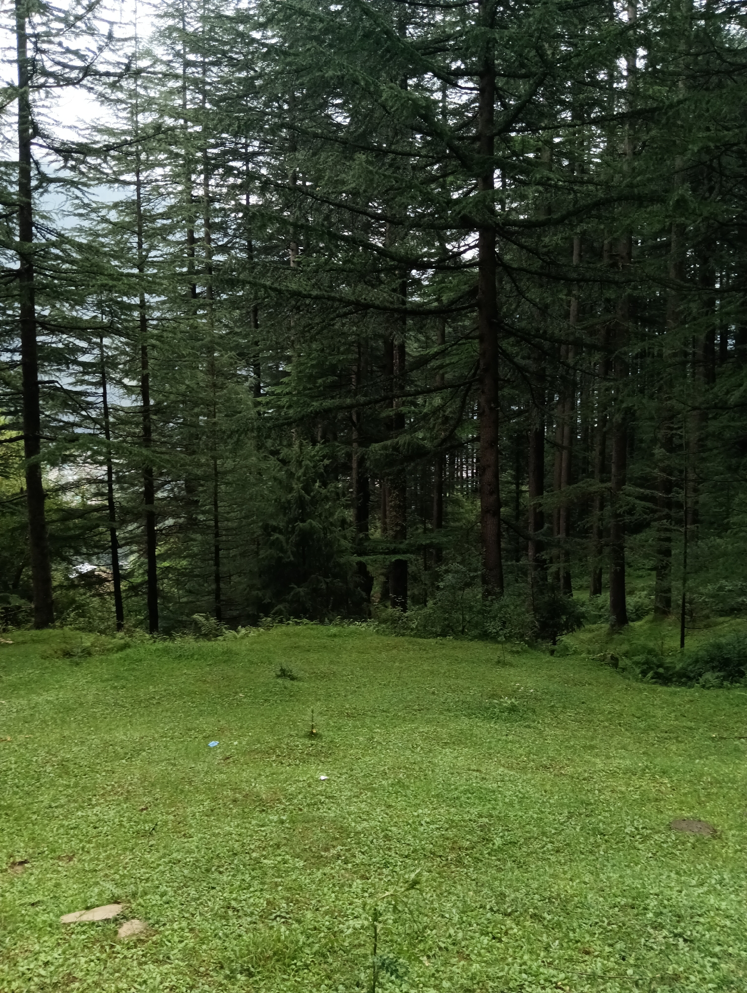 The image depicts a dense forest of coniferous trees, likely deodar or pine, characteristic of the mountainous terrain around Manali, India. The foreground is a vibrant green meadow, slightly uneven and covered with short grass and scattered small plants. A few scattered stones are visible in the meadow. In the mid-ground, the forest begins, with tall, dark tree trunks interspersed with dense foliage. The canopy is thick, allowing only dappled light to filter through. The background shows more layers of trees, suggesting a vast expanse of forest. The overall atmosphere is serene and natural, indicative of a typical Himalayan landscape. There are no people or animals visible in the frame. A small piece of blue plastic debris is visible on the meadow, and a very small sapling.