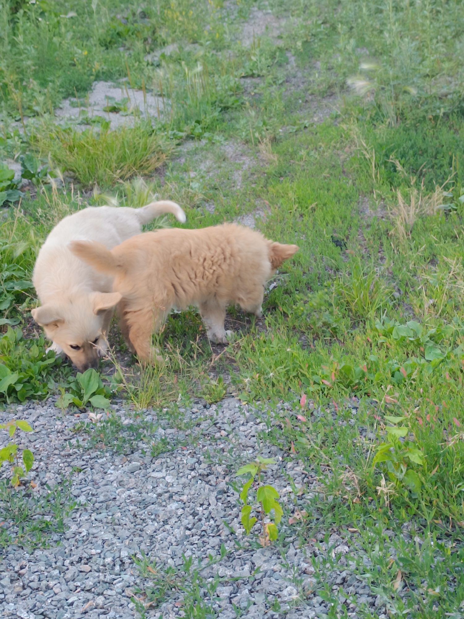 Two puppies are exploring a grassy area with gravel. One puppy is light-colored and is sniffing the ground. The other puppy is a golden-brown color and is also sniffing the ground. The puppies appear to be young and playful. The background is a mix of grass, dirt, and gravel. The lighting suggests it is daytime. The scene is outdoors, possibly in a park or backyard. There is no visible text in the image.