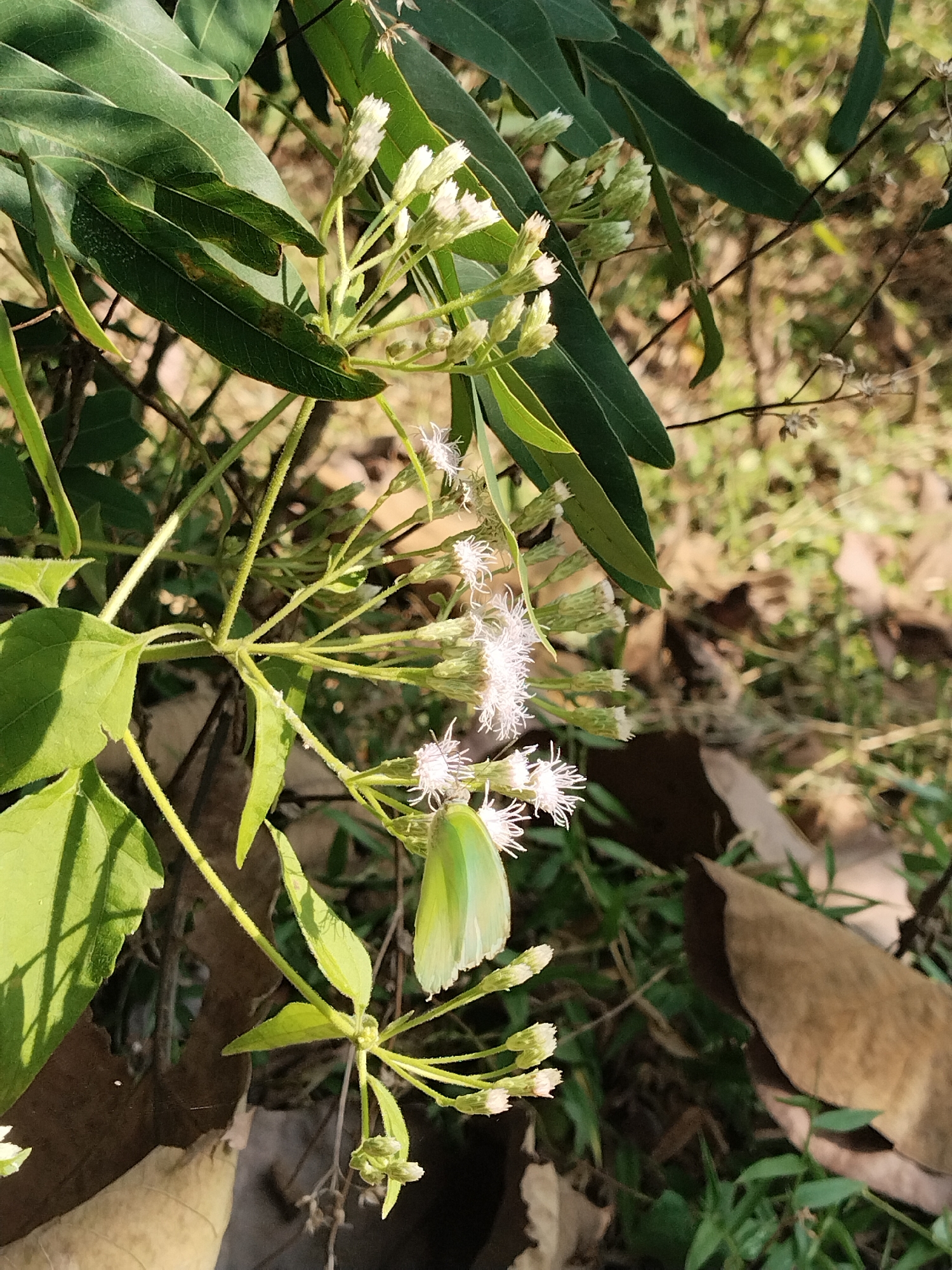 A light green butterfly with a pale underside is perched on a cluster of small white flowers on a green plant. The plant has serrated leaves and hairy stems. In the background, there are more green leaves, dry brown leaves, and blurred green foliage. The lighting suggests it is daytime.
