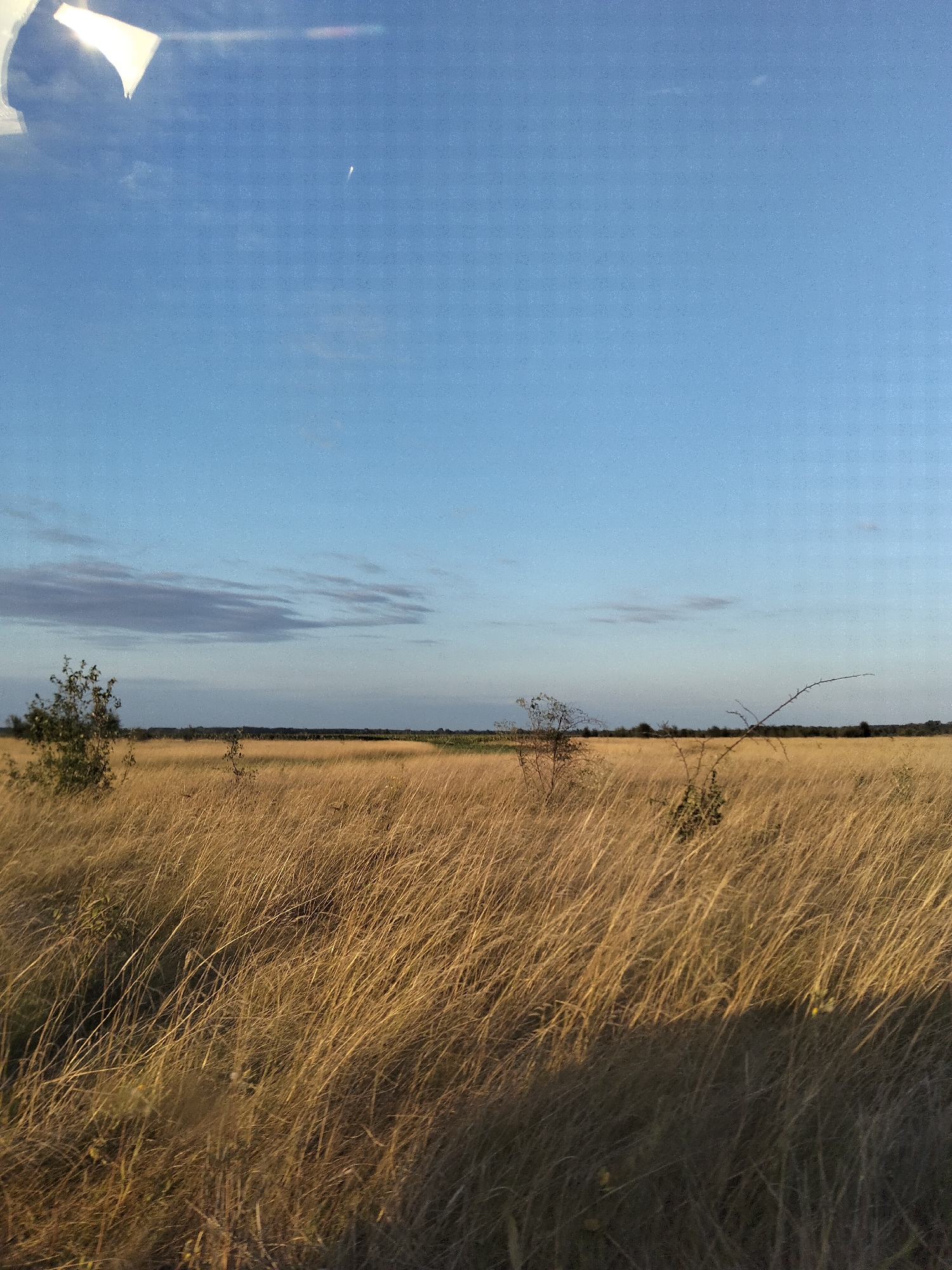 An outdoor, low-angle, eye-level, full shot captures a vast, golden-brown field of dry grass under a clear blue sky. The grass, some of which is lit by the sun, extends to the horizon where a dark line of trees is visible. The sky is mostly cloudless, with a thin, wispy cloud formation in the upper left quadrant and a faint, white speck, possibly a distant aircraft or a small cloud, in the upper middle section. In the far upper left corner, a sliver of a bright white object, possibly part of an aircraft wing or a reflective surface, is visible, casting a slight glare onto the sky. The overall impression is a serene, rural landscape at dusk or dawn.