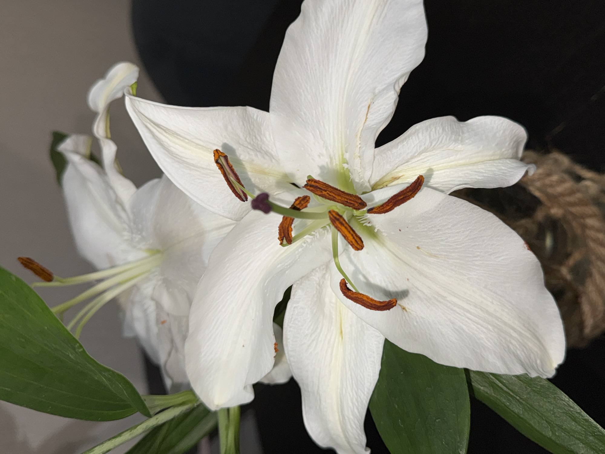 A close-up shot depicts two white lilies in bloom. The larger lily is prominently positioned with open petals, revealing its brown stamens and green pistil. The other lily is slightly out of focus and to the left of the main subject. Green leaves are visible at the bottom left and right of the frame. The background is a mix of dark gray and black. A portion of a woven rope-like object is visible in the upper right. The setting and location of the photograph (Perm, Russia) are not ascertainable from the visual information provided in the image.