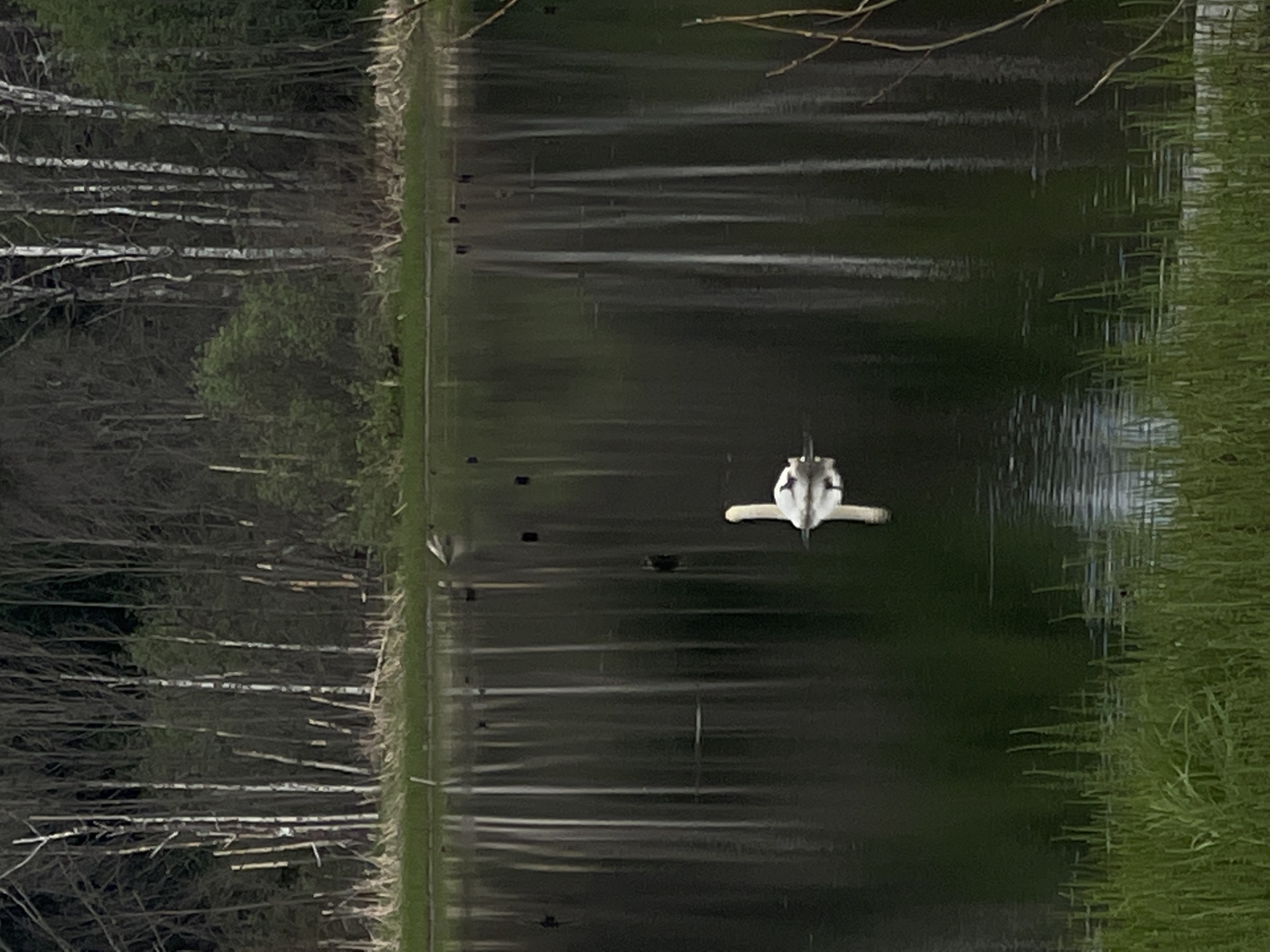 A flipped eye-level, outdoor shot depicts a body of water flanked by a forest on the left and tall green grass on the right. A bird is in mid-flight, just above the water's surface in the center of the frame. The water surface is dark, with subtle linear reflections mirroring the trees. Scattered dark objects, possibly debris, float on the water. Based on visual elements, the setting appears to be a natural landscape. While Kamennyi Kliuch, Russia, is mentioned as the city, there are no visible elements to concretely confirm the location within the city from visual elements in the image alone.