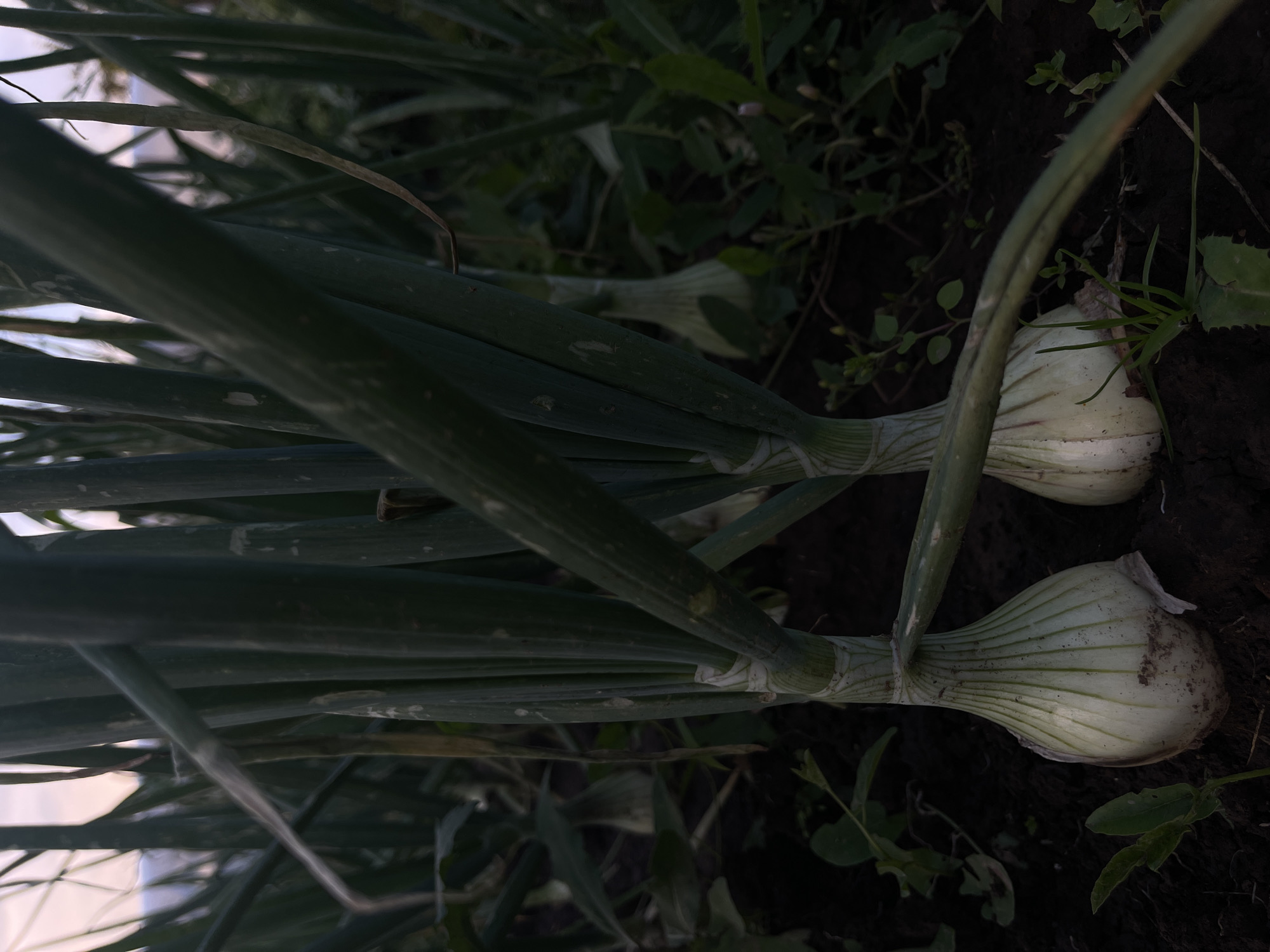 The media file shows a close-up, low-angle view of several green onions growing in dark soil. The onions are the primary subjects, with their white bulbs and long green stalks dominating the frame. One onion bulb is fully visible on the right side of the image, partially covered in soil, with prominent ribbed markings. Another bulb is slightly above and to the left, also showing its white, ribbed structure. The green stalks of the onions are thick and long, stretching upwards and across the frame, creating a sense of depth. In the background, there is more foliage and the dark earth. The lighting suggests it might be late afternoon or early evening, with soft, diffused light. The overall setting is a garden or field where onions are being cultivated. There is no visible text, people, or specific activity taking place; it is a static shot focusing on the plants themselves. The location context is Перевозное, Russia.