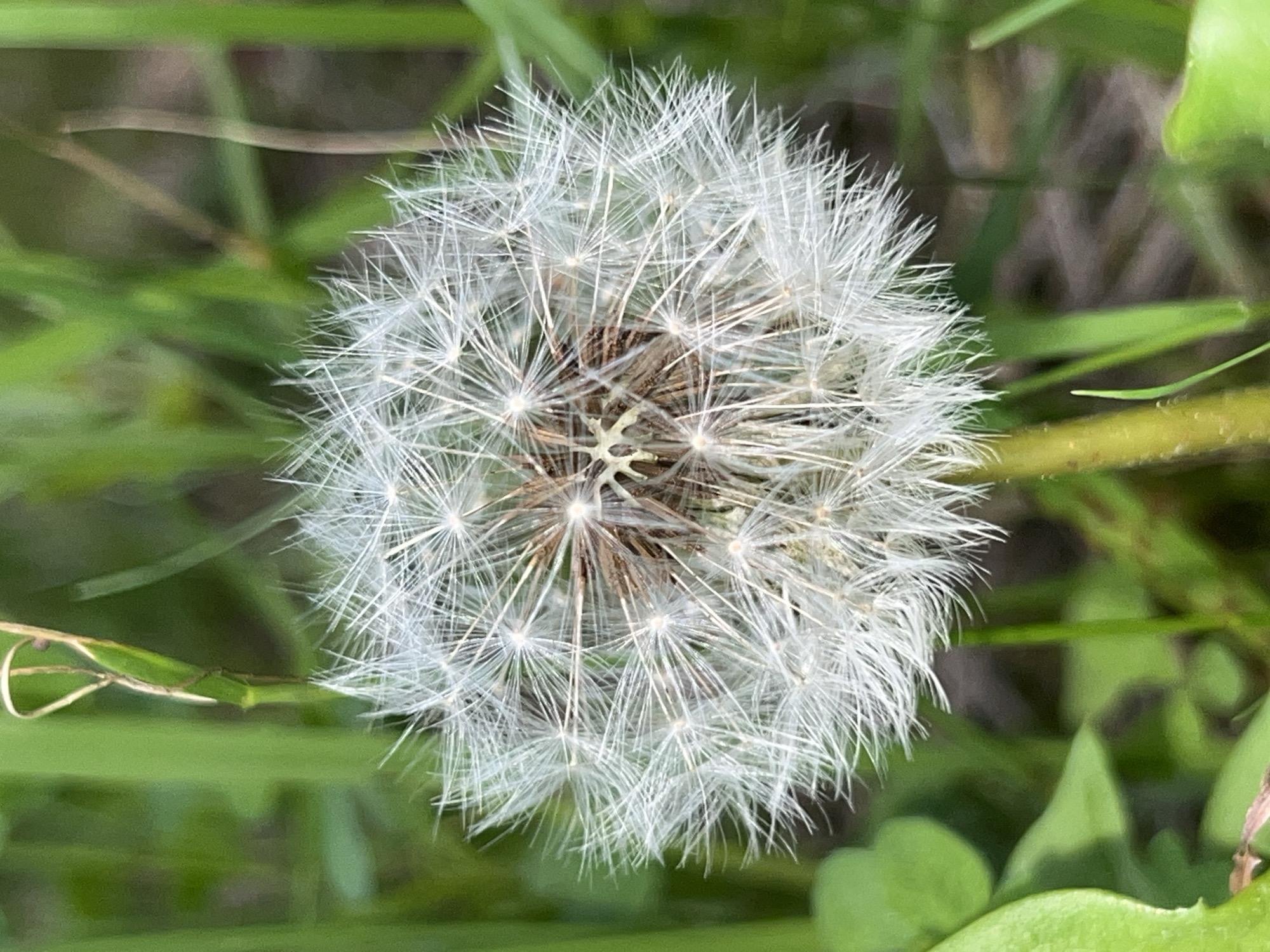 A close-up, eye-level, full shot captures a dandelion seed head in the center of the frame. The seed head is white and fluffy, with many delicate seeds radiating outwards from a brown, woody center. The dandelion is positioned on a slightly blurred green stem, which extends downwards and out of the frame to the right. The background is a soft blur of various shades of green, suggesting lush vegetation. The lighting is natural and even, highlighting the intricate details of the dandelion's seed structure. The image appears to be taken outdoors in a natural setting, possibly a park or field. There are no people or animals visible in the scene.