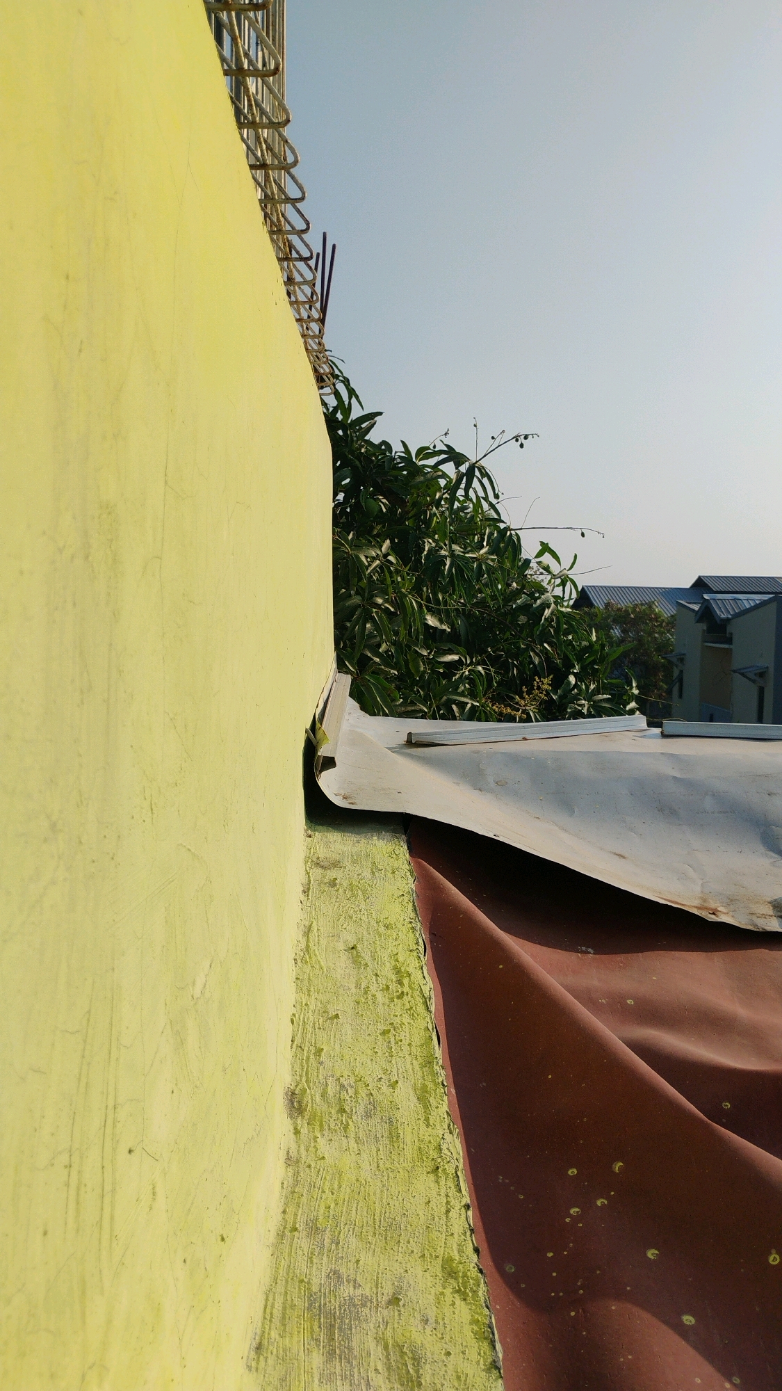The image depicts a close-up, low-angle view of an outdoor scene, focusing on a textured yellow wall in the foreground that extends to the left and out of frame. Adjacent to the wall, a weathered green section of plaster is visible, marking the transition to roofing materials. A corrugated, metallic roof sheet curves upwards and to the right, partially obscuring a darker, reddish-brown material beneath it. In the background, beyond the roofing, a dense cluster of green foliage from a tree dominates the mid-ground. The sky above is a clear, pale blue. The background further reveals architectural elements, including the slanted roofs of buildings with grey corrugated metal sheeting and some visible windows, suggesting an urban or semi-urban environment. The lighting indicates daylight, casting subtle shadows and highlighting the textures of the surfaces. This scene is located in Gumpang, Indonesia.