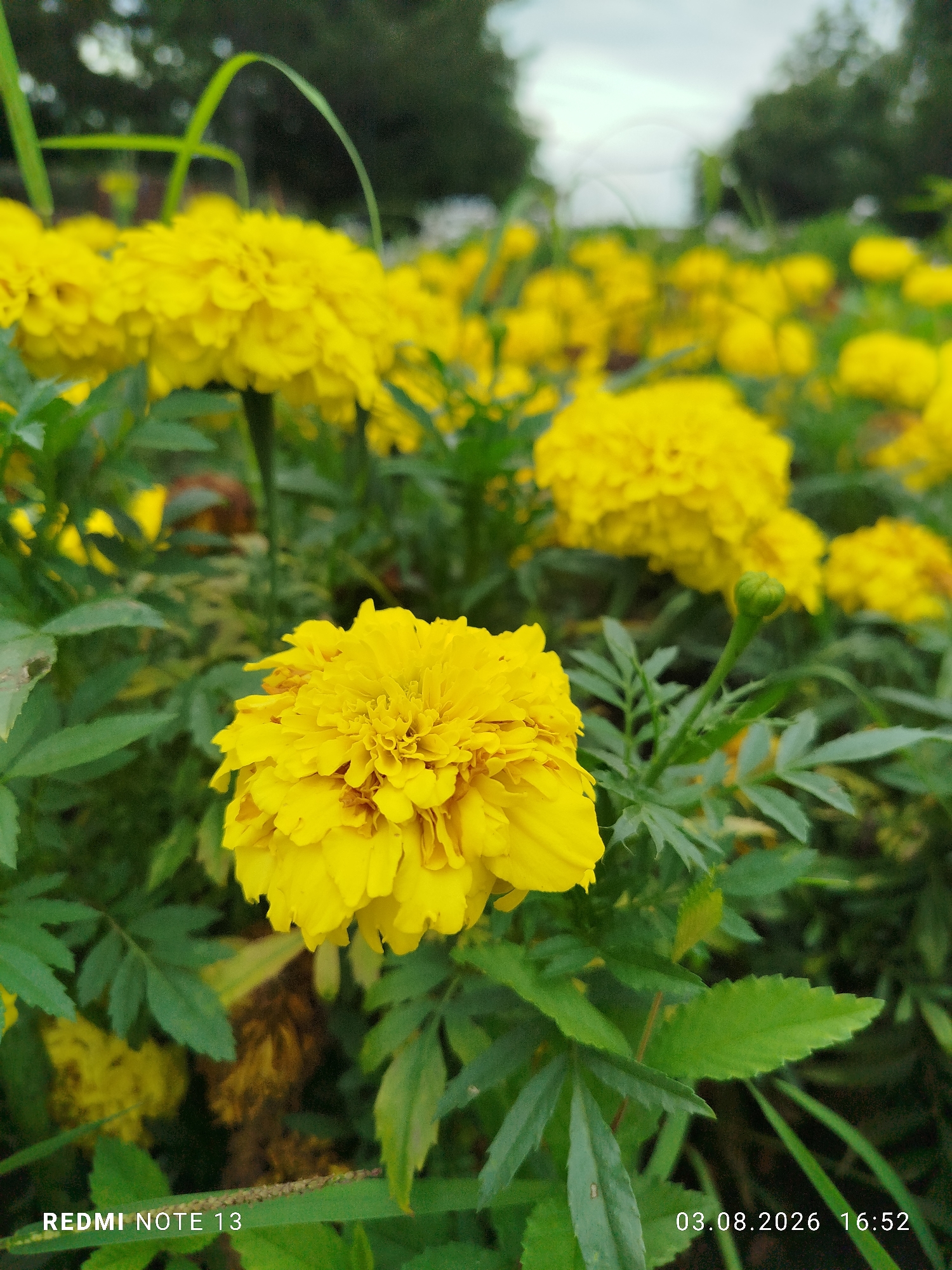 A close-up, slightly low-angle, outdoor shot captures a cluster of vibrant yellow marigolds in bloom, with one prominent flower in the foreground. The marigolds are lush and full, with many ruffled petals. The background consists of more blurry yellow marigolds, green foliage, and a hint of overcast sky peeking through dark green trees. The bottom left of the image displays the text "REDMI NOTE 13" in white, and the bottom right shows the date "03.08.2026" and time "16:52" also in white. The scene is likely located in a garden or park area within the city of Blagoveshchensk, Russia.