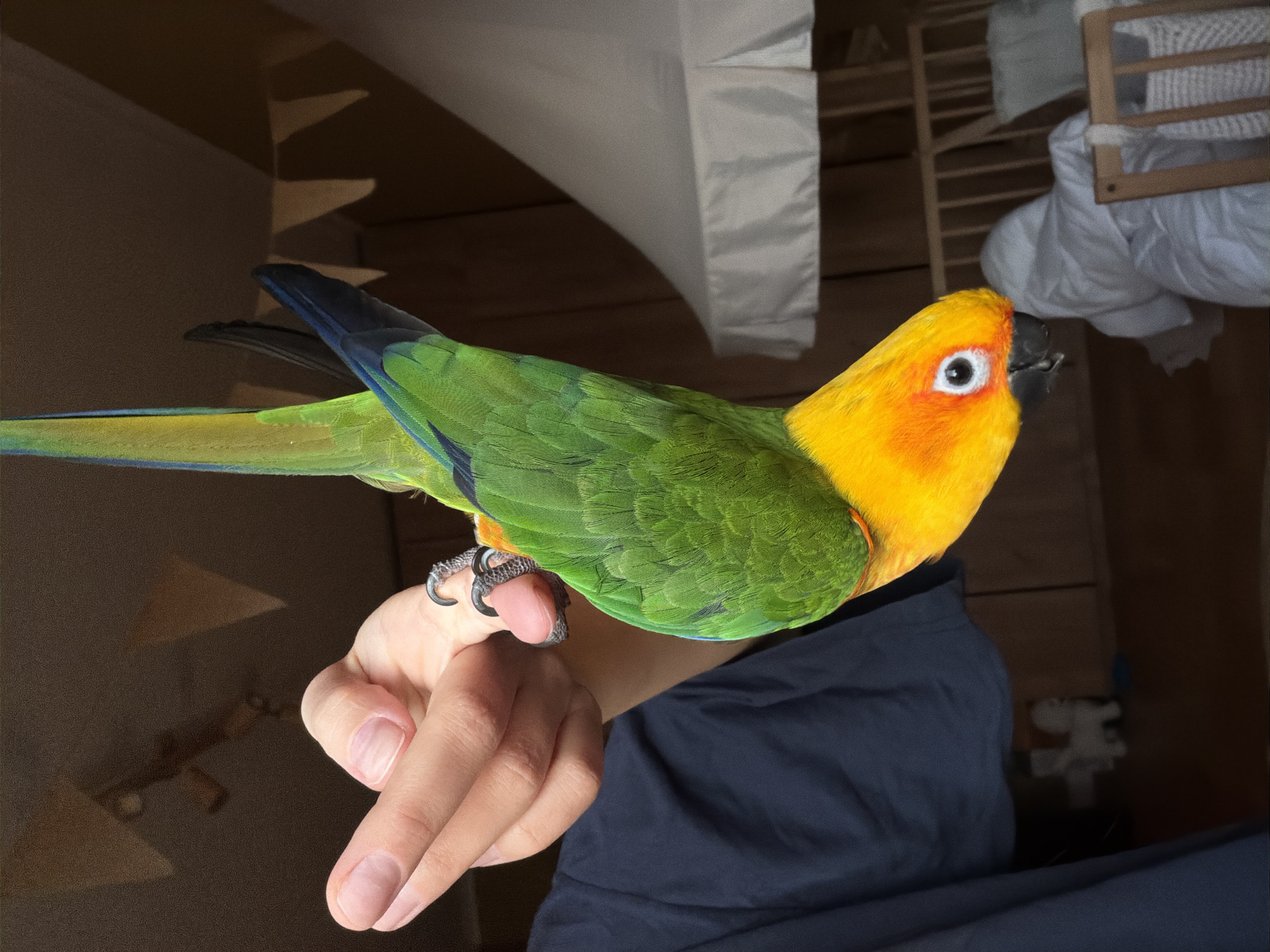 A bright yellow and green parrot is perched on a person's hand. The parrot's head is a vibrant yellow with orange accents around its eyes and beak, and its body is primarily green with touches of blue on its wings and tail. The person's hand is light-skinned, with visible fingernails, and the parrot's sharp talons are gripping a finger. The person is wearing a dark navy blue shirt or jacket.
The background is somewhat blurred but suggests an indoor setting with wooden elements and some white fabric or bedding. There are shadows on a brown wall, indicating artificial or natural light sources. The overall impression is a close-up, casual shot of a pet parrot interacting with its owner. The lighting suggests it could be daytime, possibly indoors near a window, given the shadows and the quality of light. No text is visible in the image.