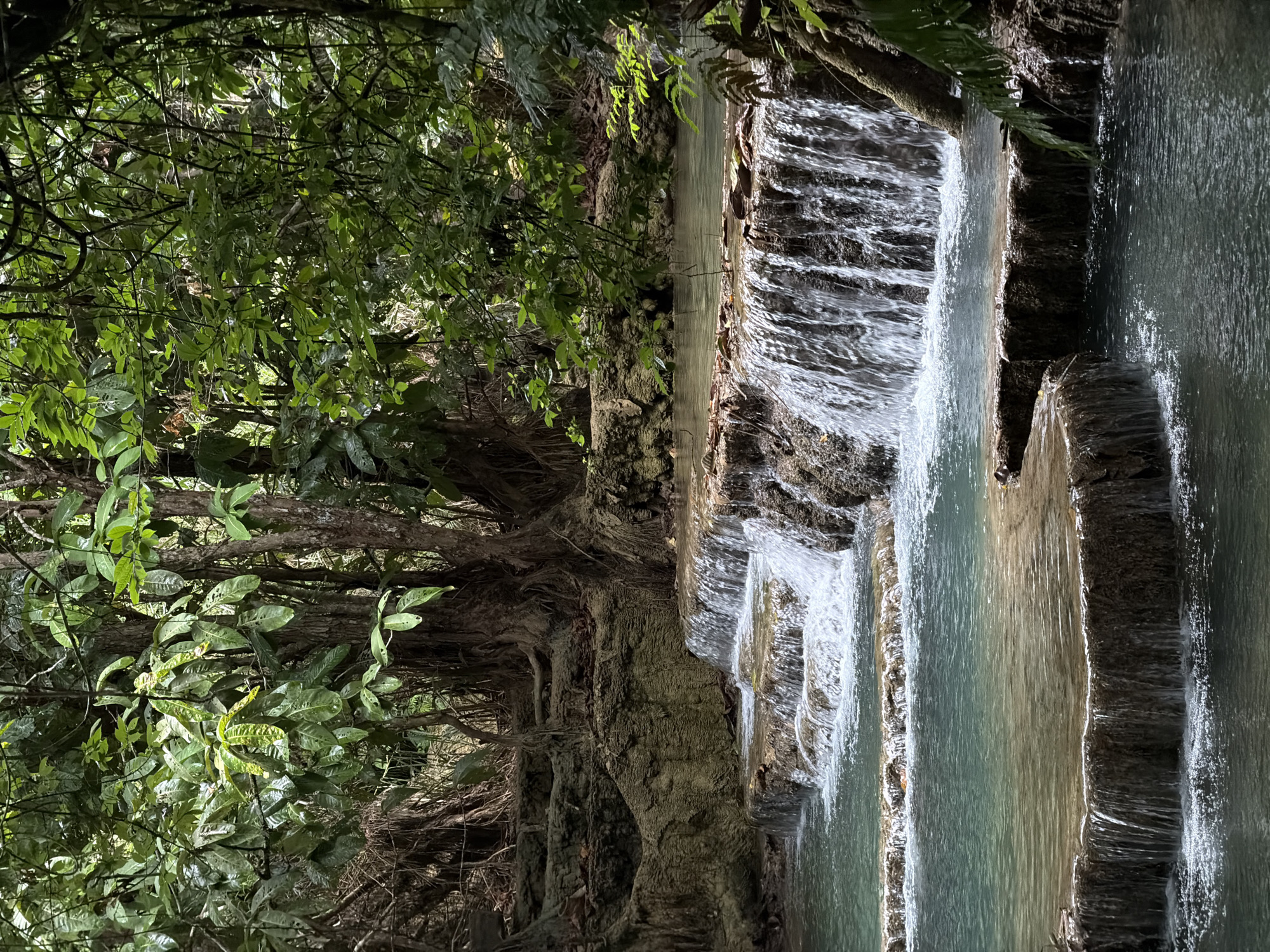 The image depicts a multi-tiered waterfall cascading over limestone formations in a lush, tropical forest. The water is a clear, turquoise hue, indicating a high mineral content, common in karst landscapes. The rocks are covered in moss and vegetation, with large tree roots visible on the banks. The surrounding forest is dense with broad-leafed trees and foliage, creating a dappled light effect. The scene appears to be a natural environment, likely a protected area or national park, given the pristine condition of the water and surrounding flora. While not explicitly identified as being in the city of Thapene, Laos, the description aligns with the typical characteristics of waterfalls found in that region, such as the Kuang Si Falls. There are no people or animals visible in the image, focusing solely on the natural beauty of the waterfall and its environment. The overall impression is one of serenity and untouched wilderness.