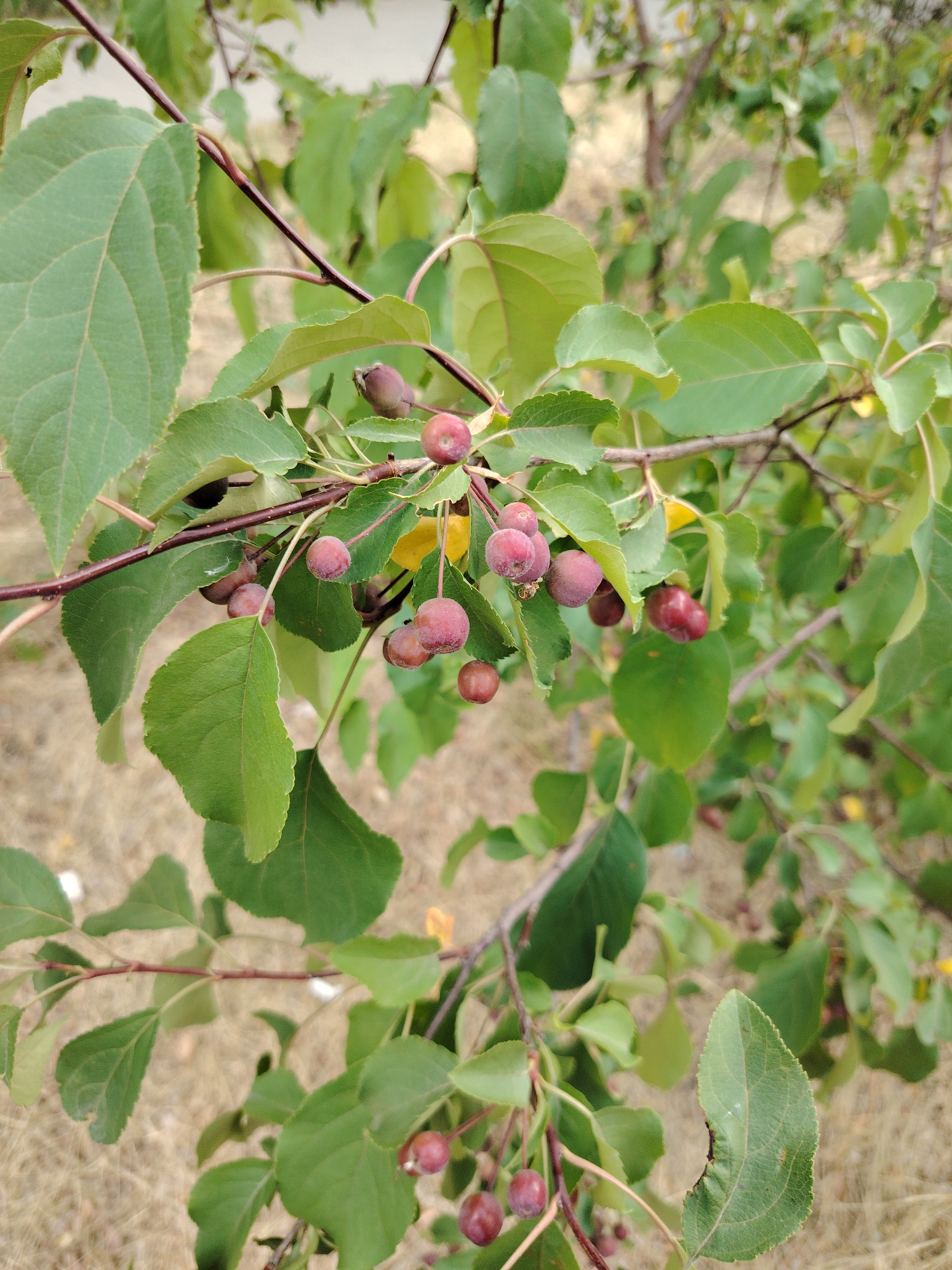 This media file is a close-up photograph of a branch of a tree bearing small, reddish-purple fruits. The fruits are round and appear to be developing or ripening. They are clustered on thin stems, with some individual fruits also visible. The branch is covered in lush green leaves, some of which have serrated edges. A few yellow leaves are also interspersed among the green foliage, suggesting the season might be late summer or early autumn. The background is blurred, showing dry, light-brown ground cover and other branches of the tree. The lighting suggests it is daytime, likely with natural daylight conditions. The image is sharp on the fruits and leaves in the foreground, with the background out of focus. There is no visible text in the image. The scene depicts a natural, outdoor setting, likely a garden or park, given the cultivated appearance of the tree. The overall impression is one of nature's growth and the changing seasons.