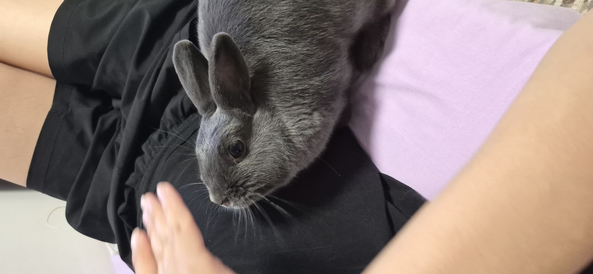 This media file shows a close-up view of a gray rabbit resting on a person's lap. The rabbit is positioned on black fabric, likely clothing, and is looking downwards towards a human hand that is reaching out towards it. The background consists of a light purple surface, possibly a cushion or blanket. The lighting suggests an indoor setting, possibly during the daytime. The image captures a moment of interaction between the person and the rabbit, with the rabbit appearing calm and curious. There is no visible text in the image. The scene is intimate and suggests a comfortable relationship between the human and the animal.
