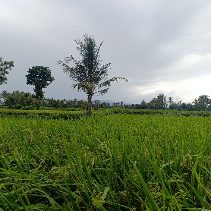 The image shows a field of green rice paddy in the foreground, with a single palm tree in the center and a line of trees in the background. The sky is cloudy and gray, with a hint of blue in the distance. The scene is likely located in the countryside, near a village or small town. The location is in Arjasa, Indonesia, with coordinates of -7.772 latitude and 114.14 longitude. There are no people or animals present in the image. The rice paddy is lush and green, suggesting that it is well-maintained. The palm tree is tall and slender, with its fronds reaching towards the sky. The trees in the background are a mixture of different species, some taller than others. The clouds in the sky are white and fluffy, suggesting that the weather is pleasant. The overall scene is peaceful and serene.