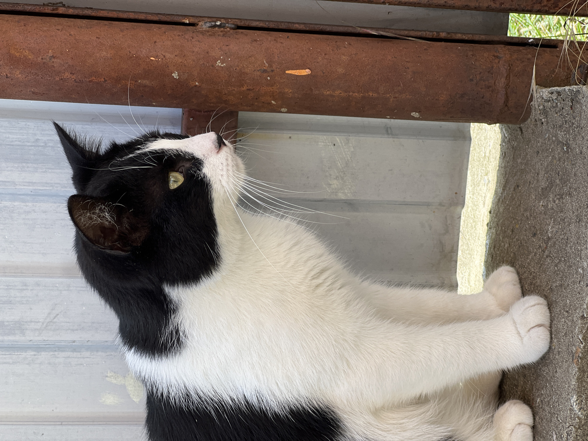 A black and white cat is sitting outside, looking up. The cat has green eyes and long white whiskers. It is sitting on a concrete surface next to a corrugated metal wall. Above the cat, a rusty pipe runs horizontally. The scene appears to be outdoors, possibly in a yard or alleyway. The lighting suggests it is daytime. There is no visible text in the image.