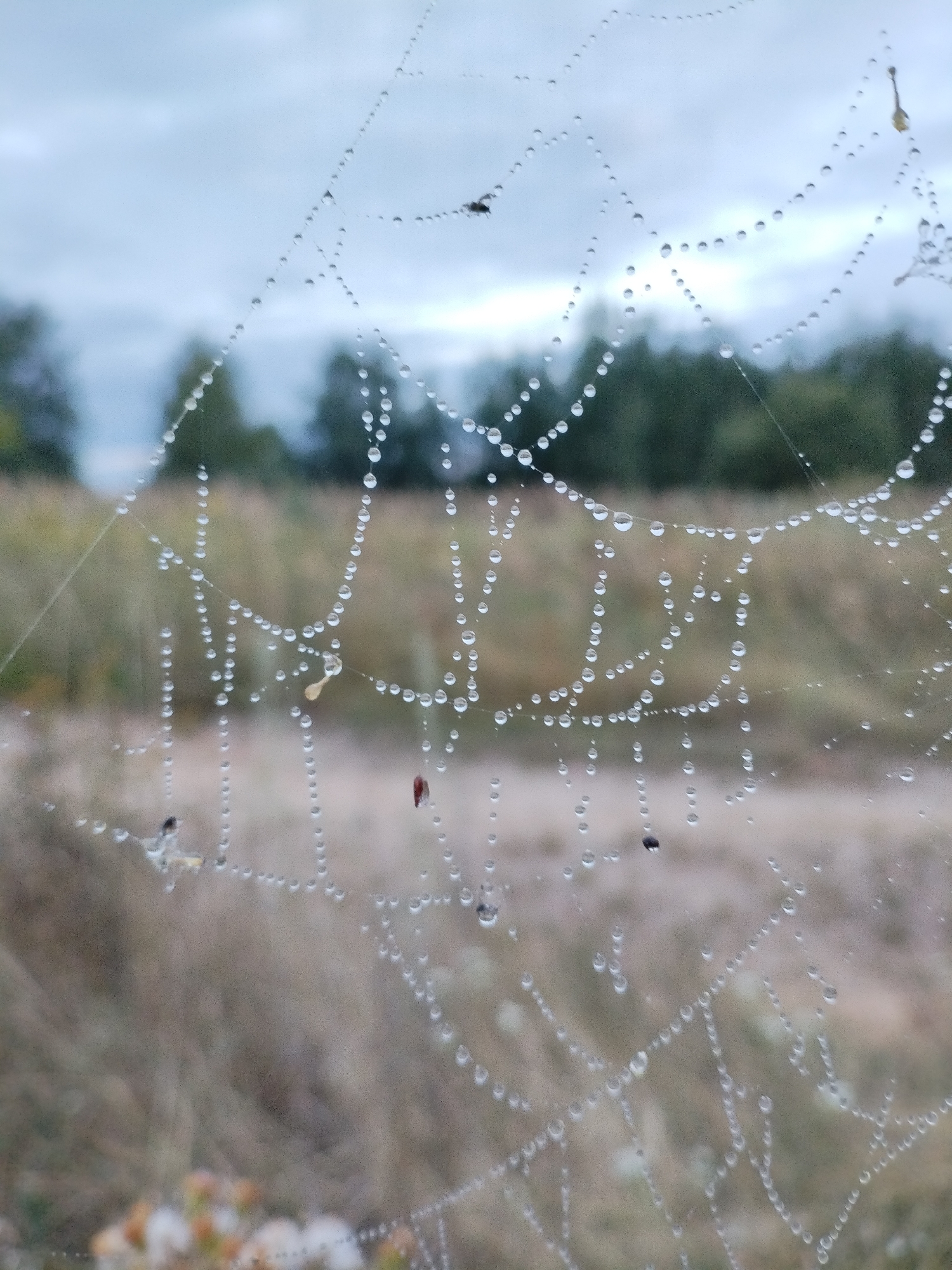 The image depicts a close-up of a spiderweb covered in dew drops, set against a blurred background of trees and an overcast sky. The spiderweb is intricate, with fine threads forming geometric patterns, each intersection and strand adorned with tiny, spherical water droplets that glisten in the light. The background suggests an outdoor environment, likely a field or wooded area, with muted green and brown tones. The overall impression is one of natural beauty and tranquility, highlighting the delicate structure of the spiderweb and the ephemeral quality of the dew. There are no people or discernible man-made structures in the image. The scene is devoid of any activity, frozen in a moment of stillness.
