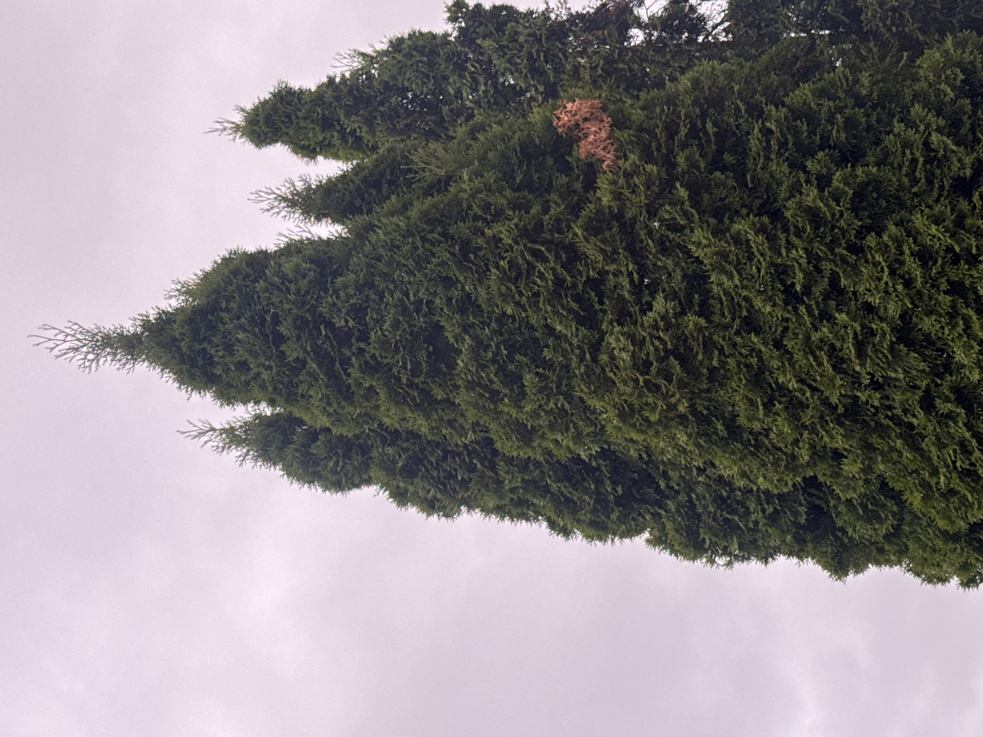 A cluster of tall, dark green coniferous trees, likely cypress or cedar, dominate the frame, their dense foliage reaching towards a muted, overcast sky. The trees are tightly packed, creating a wall of greenery with varying heights and textures. One tree in the middle foreground exhibits a patch of dried, reddish-brown foliage, contrasting with the surrounding vibrant green. The sky is a uniform pale grey, suggesting a cloudy day. The scene appears to be an outdoor environment, possibly a park or a garden, in the city of Zaokskiy, Russia. There are no people or animals visible in the image.