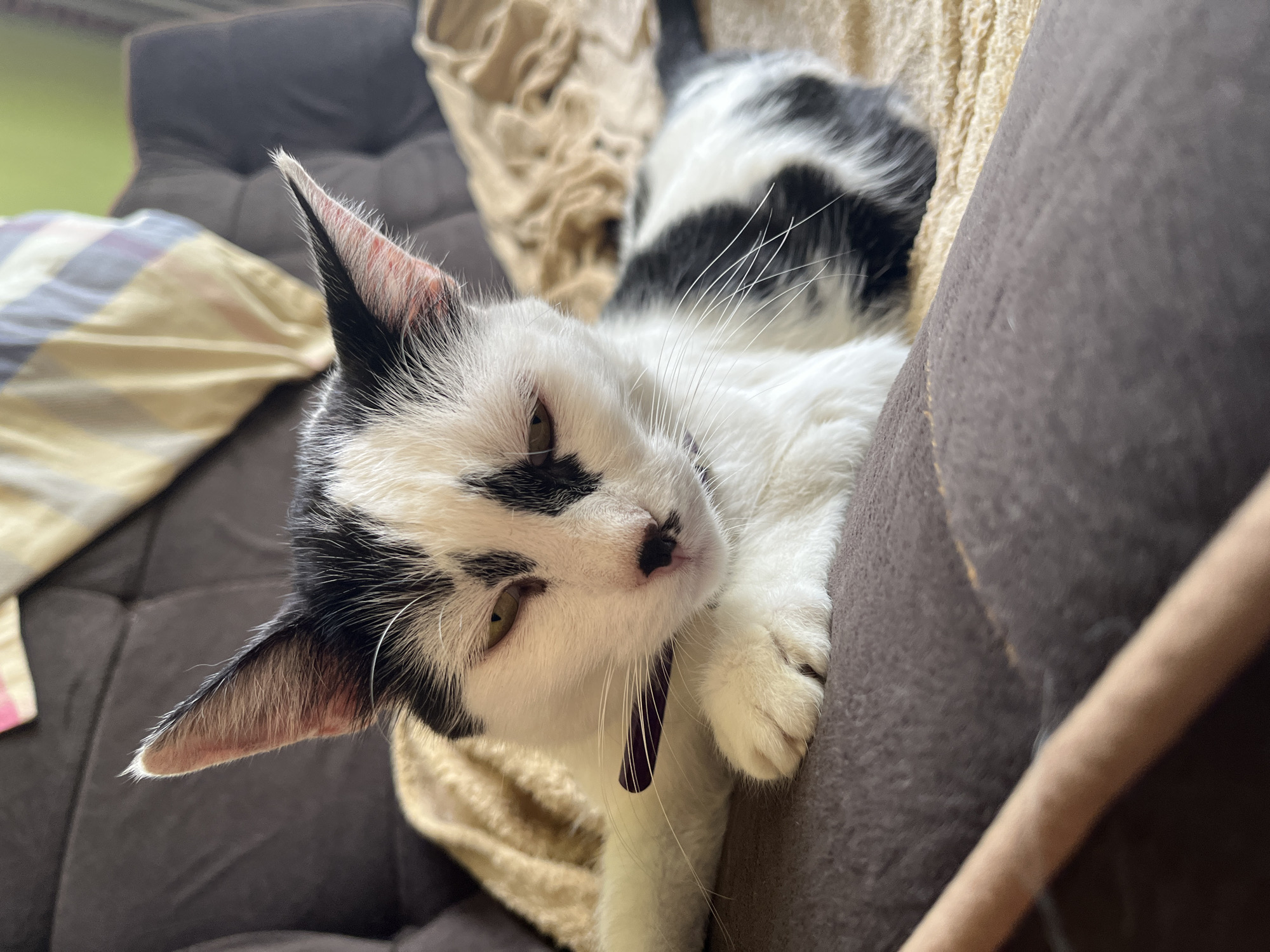A black and white cat with green eyes lies on a brown sofa, partially covered by a tan blanket. The cat is wearing a purple collar. A patterned cushion is visible in the background. The scene is indoors.
