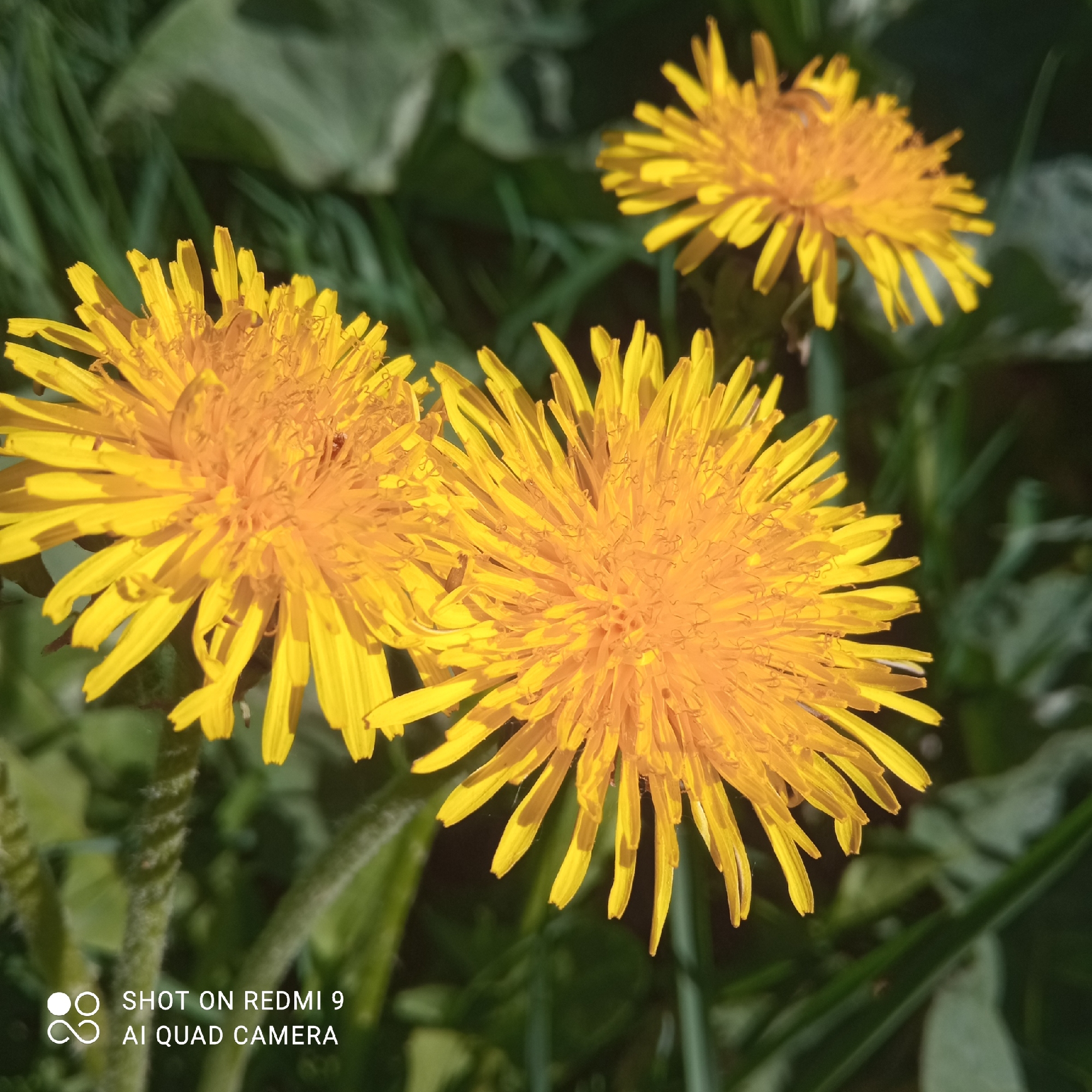 The image depicts three yellow dandelion flowers in focus against a blurred background of green foliage and grass. The camera is relatively close to the flowers, capturing details of their petal structures. The location, as specified, is Chaikovsky, Russia, but there are no features in the image that are uniquely attributable to the location. The environment is natural and grassy, suggesting a field, park, or other open area. The presence of "SHOT ON REDMI 9 AI QUAD CAMERA" at the bottom of the image indicates that it was taken with a mobile phone.