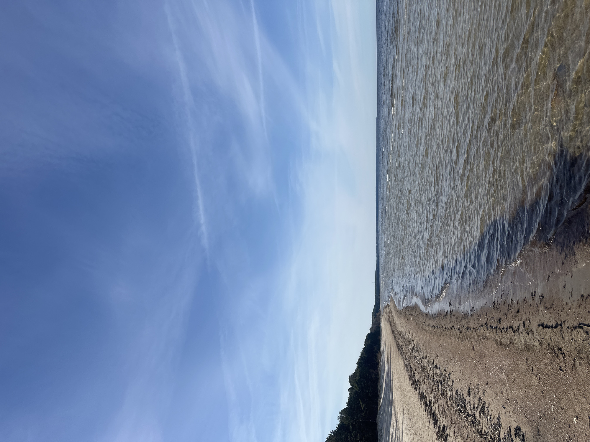 The image depicts a shoreline in Zīvartiņš, Latvia. The sky is blue with scattered wispy clouds. To the right, the water is turbid and stretches to the horizon. A sandy beach runs along the edge of the water, with a line of dark green trees bordering the beach on the land side. There are no people or specific objects visible. The action is the presence of water meeting land, and the interaction is between the natural elements. The environment is a coastal scene with sky, water, sand, and trees.