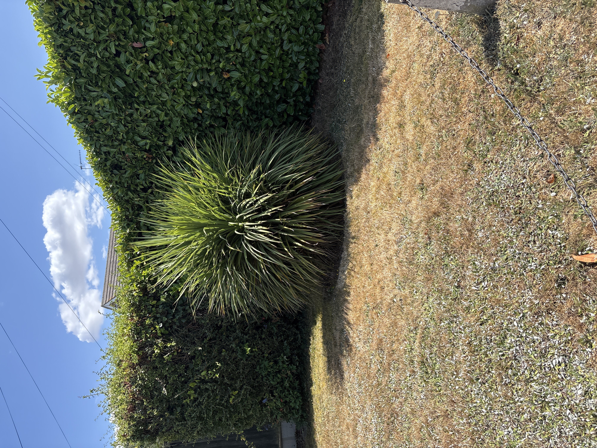 The image depicts an outdoor scene with lush green hedges and a spiky, sun-bleached ornamental grass plant. The grass is dry and a pale yellow-brown, suggesting a hot and dry period. The scene is bathed in bright sunlight, casting shadows from the plants onto the lawn. A chain fence is visible to the right of the frame, and some power lines and an antenna are seen against a bright blue sky with a single fluffy white cloud. The overall impression is of a well-maintained garden in what appears to be a suburban or residential setting, possibly during summer. The weather is sunny and warm. There is no text visible in the image.