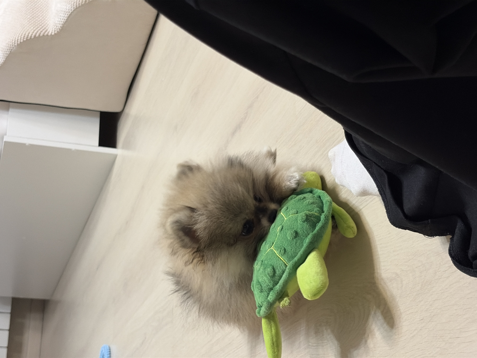 The scene depicts an indoor domestic environment within the city of Unknown, Russia. A small, fluffy, light brown and grayish-furred Pomeranian puppy is positioned on a light-colored wooden floor. The dog's head is lowered, and its mouth is engaged with a plush green turtle toy, specifically gripping the textured shell. The turtle toy features distinct segmentation on its shell and has light green flippers. To the immediate right in the foreground, a segment of a human leg is visible, clad in dark fabric and a white sock. The background includes light-colored architectural elements: a baseboard along the left edge and a light-toned piece of upholstered furniture, possibly a chair or sofa, partially visible on the right. The wooden floor exhibits discernible grain patterns.