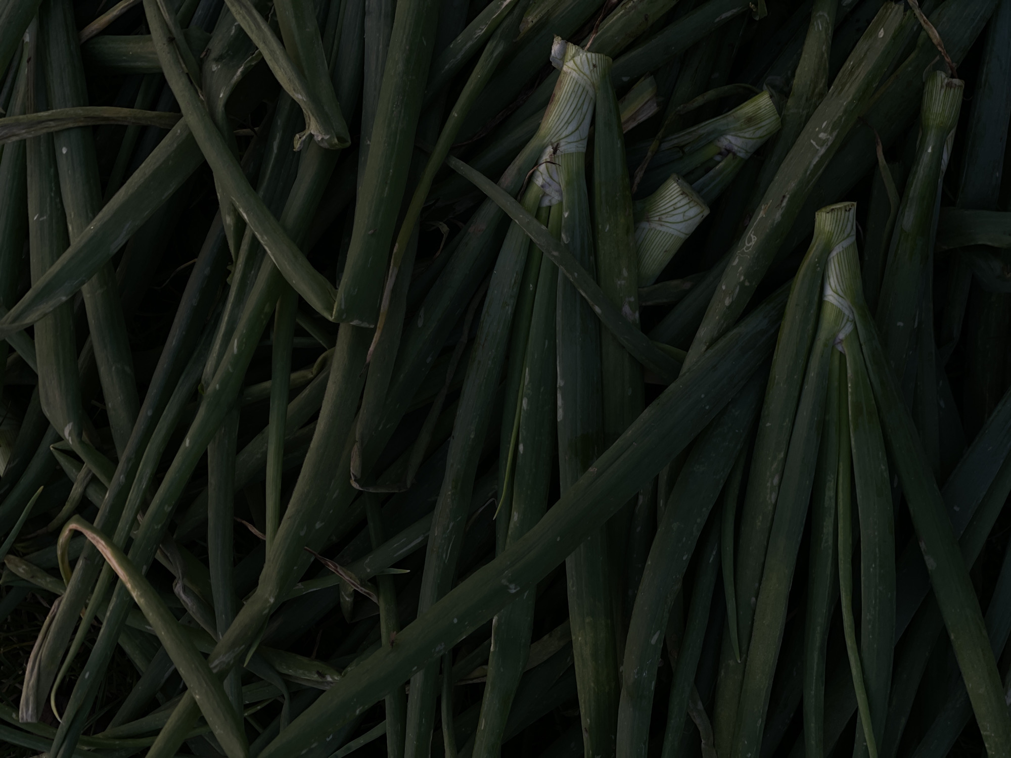 A low-angle, close-up, full-frame, vertical shot depicts a pile of harvested green onions, also known as scallions or spring onions. The stalks are mostly a deep, dark green, with some lighter green and white portions visible at the base of several onions. The onions are densely packed and layered, with their long, tubular leaves and stems crisscrossing each other. The texture of the leaves appears smooth and somewhat waxy, with a few subtle imperfections or marks on some of the surfaces. The lighting is dim, casting shadows and creating a moody, almost monochromatic effect, emphasizing the organic forms and textures of the produce. The scene appears to be a harvest from a field, possibly in a rural setting. The provided location information, "Перевозное, Russia," suggests this image was taken in or near that specific Russian town. There are no people, animals, or man-made structures visible in the frame. The focus is entirely on the botanical subject matter.