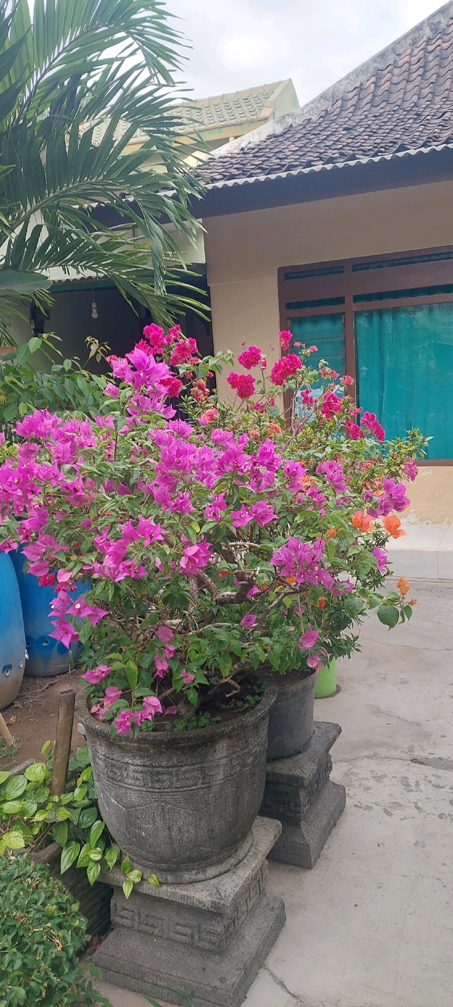 In the city of Lumajang, Indonesia, a scene unfolds featuring a lush bougainvillea plant in full bloom, its vibrant pink and magenta bracts cascading over a large, weathered stone pot. The pot rests on a multi-tiered stone pedestal, adding a touch of ancient charm to the setting. Behind the bougainvillea, a glimpse of a house with a tiled roof is visible, its light-colored facade contrasting with the dark brown window frames. A teal curtain partially obscures the window. To the left of the bougainvillea, a tall palm frond stretches into the frame, its leaves casting shadows. The ground is paved with concrete, showing signs of wear and tear, with a few scattered leaves and some patches of light green foliage. Two large blue plastic containers are partially visible on the left side of the image. The sky above is overcast. There are no people present in the scene.