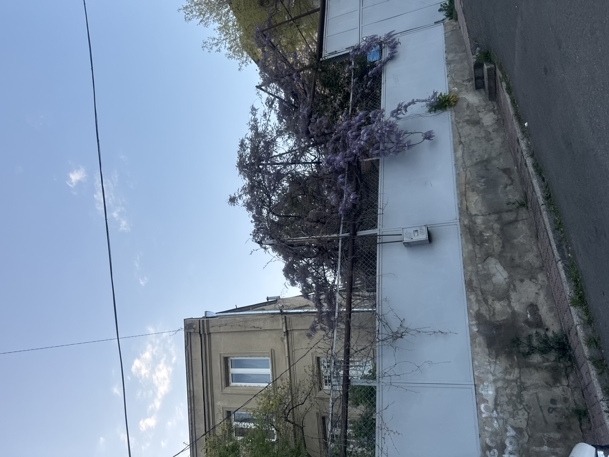 The image captures an outdoor scene featuring an old building, a flowering wisteria vine, and a street under a bright sky. The original image is rotated 90 degrees counter-clockwise; when upright, the sky is at the top.
A clear, light blue sky with scattered white clouds dominates the upper portion of the frame. A dark, thin utility cable or power line stretches horizontally across the sky in the upper left.
On the right side, a vibrant wisteria plant with numerous purple flowers and green foliage grows extensively over a metal fence and a light grey concrete wall or large gate. A small, rectangular utility box is mounted on this grey wall, near the top right. Below the wall, a concrete sidewalk or path runs parallel to a paved asphalt road. The sidewalk shows cracks and faint, illegible white markings or graffiti, and small patches of weeds are visible along its edges and at the base of the wall.
To the left of the wisteria and fence stands an older, multi-story building with a light brown or beige stucco facade. It features several windows with white frames. Additional green foliage is visible around the building.
The scene depicts a calm daytime setting, likely late morning or early afternoon, with ample natural light. No people or explicit activities are taking place. The architectural style and street elements are consistent with urban environments, such as Tbilisi, Georgia.