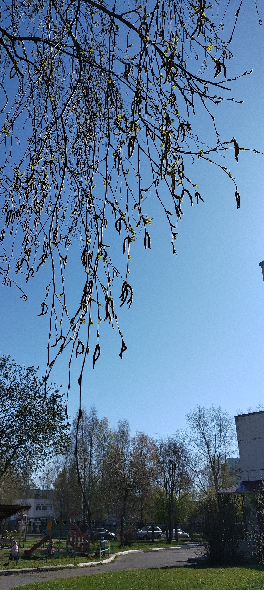 The image is a low-angle, outdoor shot taken on a bright, sunny day. In the foreground, a tree branch laden with emerging buds and catkins dominates the top portion of the frame, silhouetted against a clear, azure blue sky.
The middle ground reveals a park-like setting. There is a playground with slides and climbing equipment visible. Several trees, still mostly bare, are scattered across the landscape, interspersed with patches of green grass. Cars are parked along a road in the background.
In the background, there are some buildings. One is a low, light-colored structure, and another is a taller, blocky building. The overall impression is of a quiet, possibly residential area during the spring season. One person is visible on the playground.