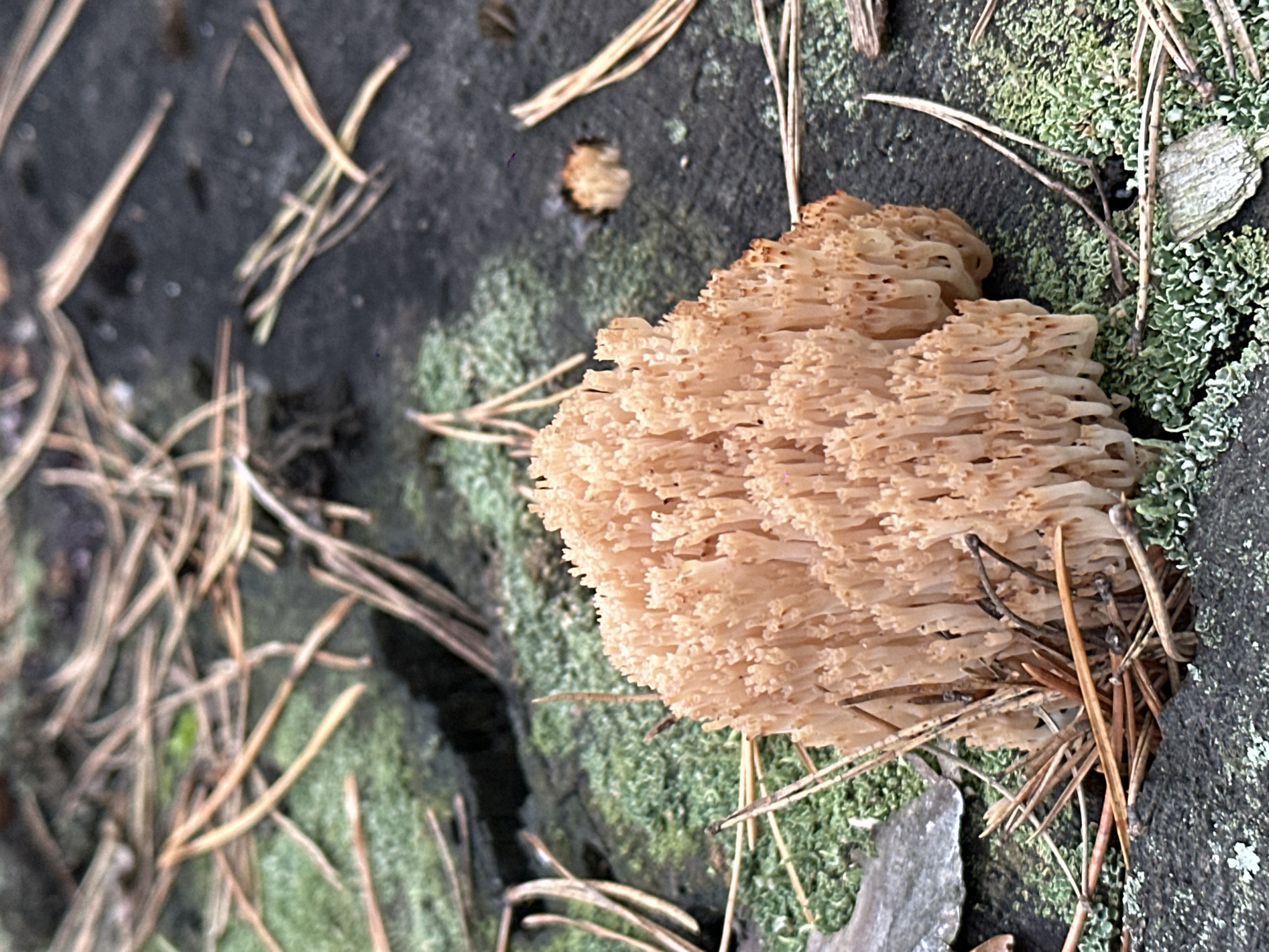A cluster of pale orange coral fungi, appearing coral-like in structure, grows on a moss-covered surface. The surface is likely a fallen log or stump, as indicated by the texture and presence of pine needles scattered around the fungi. The background is dark and textured, suggesting damp soil or decaying wood. The lighting is natural and diffused, creating soft shadows. The scene appears to be in a natural environment, possibly a forest or park.
