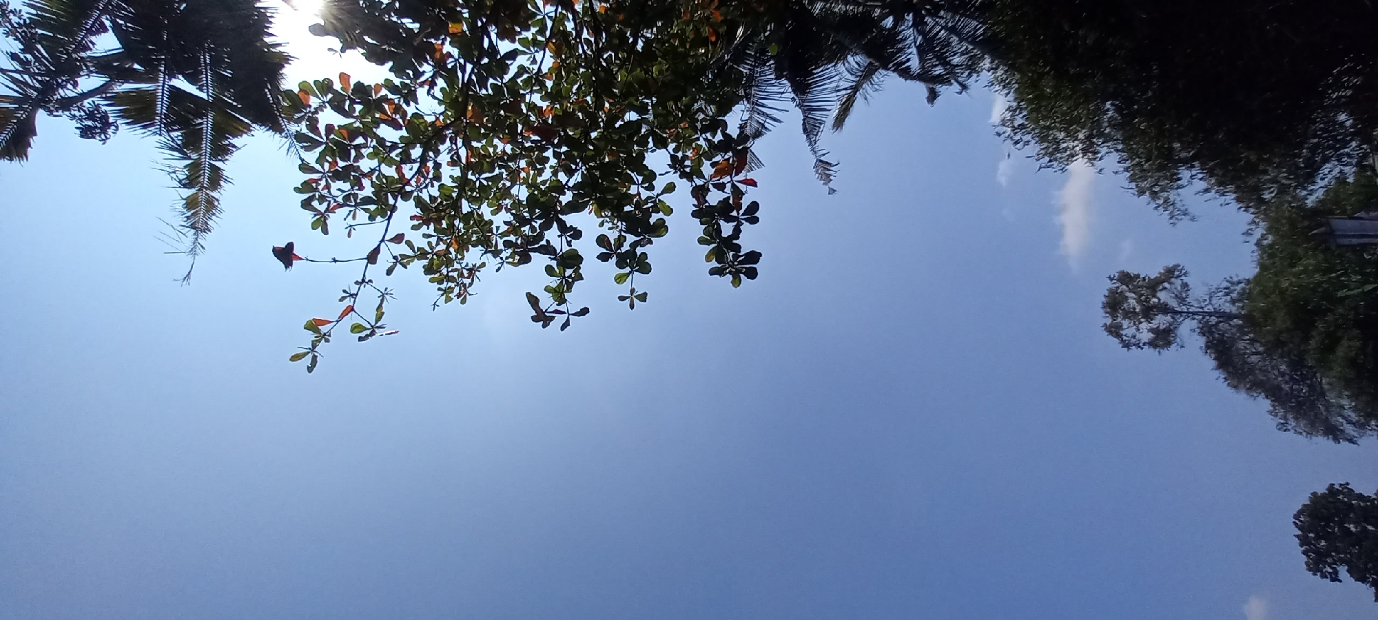 In Sidamulya, Indonesia, this image captures a bright, clear blue sky with a scattering of small, white clouds. The foreground is dominated by the lush green foliage of trees, with some leaves showing reddish-brown hues. A silhouette of a bird is visible perched on a branch in the upper right quadrant of the image. The leaves appear to be from deciduous trees and palms, evidenced by the feathery fronds of the palm trees on the right edge. The sun is shining brightly, creating a slight lens flare and casting some shadows. The lower portion of the image shows the tops of more trees, some appearing dense and dark, others more sparse with visible branches.