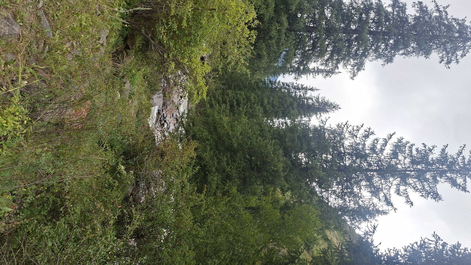 The image depicts a dense forest scene with a river flowing through it. Tall, dark green evergreen trees dominate the landscape, with their branches reaching towards a cloudy, overcast sky. In the foreground, there are lush green bushes and some scattered rocks. The river appears shallow and rocky, with water flowing over stones. The environment suggests a natural, possibly mountainous, area. There are no people or man-made structures visible in the image, nor are there any indications of it being located within the city of Batan, Kazakhstan, or any other specific city.