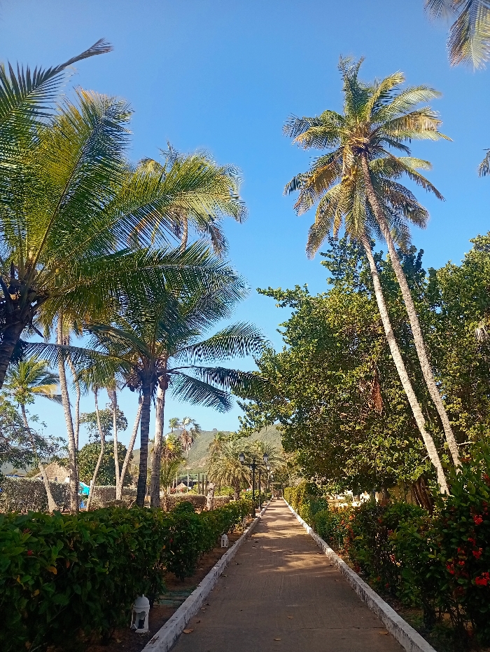 The image depicts a tropical outdoor scene, likely a pathway within a resort or garden area in Playa El Agua, Venezuela. The foreground features a concrete or paved pathway with distinct white curbs on both sides, extending into the distance and receding in perspective. Along the left side of the pathway, several small, white, decorative lantern-style fixtures are placed at regular intervals amidst a manicured green hedge. The right side of the pathway also features dense green hedges, interspersed with red flowering plants.
The scene is dominated by lush vegetation under a clear, bright blue sky. Numerous tall palm trees, primarily coconut palms, with green fronds, stand on both sides of the pathway. Their trunks are visible, some leaning slightly. Beyond the immediate hedges and palms, further green foliage, including larger trees, fills the midground. In the distance, hills or mountains are visible under the sky, suggesting a coastal or inland mountainous backdrop. Multiple-headed lampposts are discernible along the path in the midground. No individuals or animals are present. The lighting suggests full daylight.