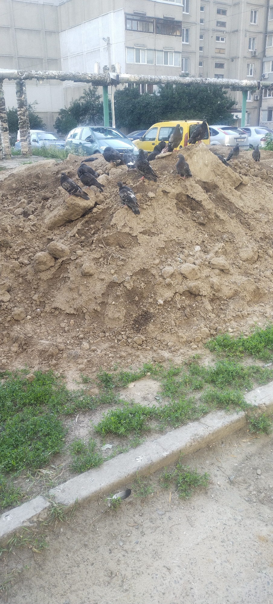 A pile of dirt is in the foreground with several pigeons perched on it. In the background, there are several cars parked, a yellow van, and apartment buildings. The scene appears to be in a residential area of Pisochyn, Ukraine. The weather is overcast and the overall impression is one of urban decay or construction.
