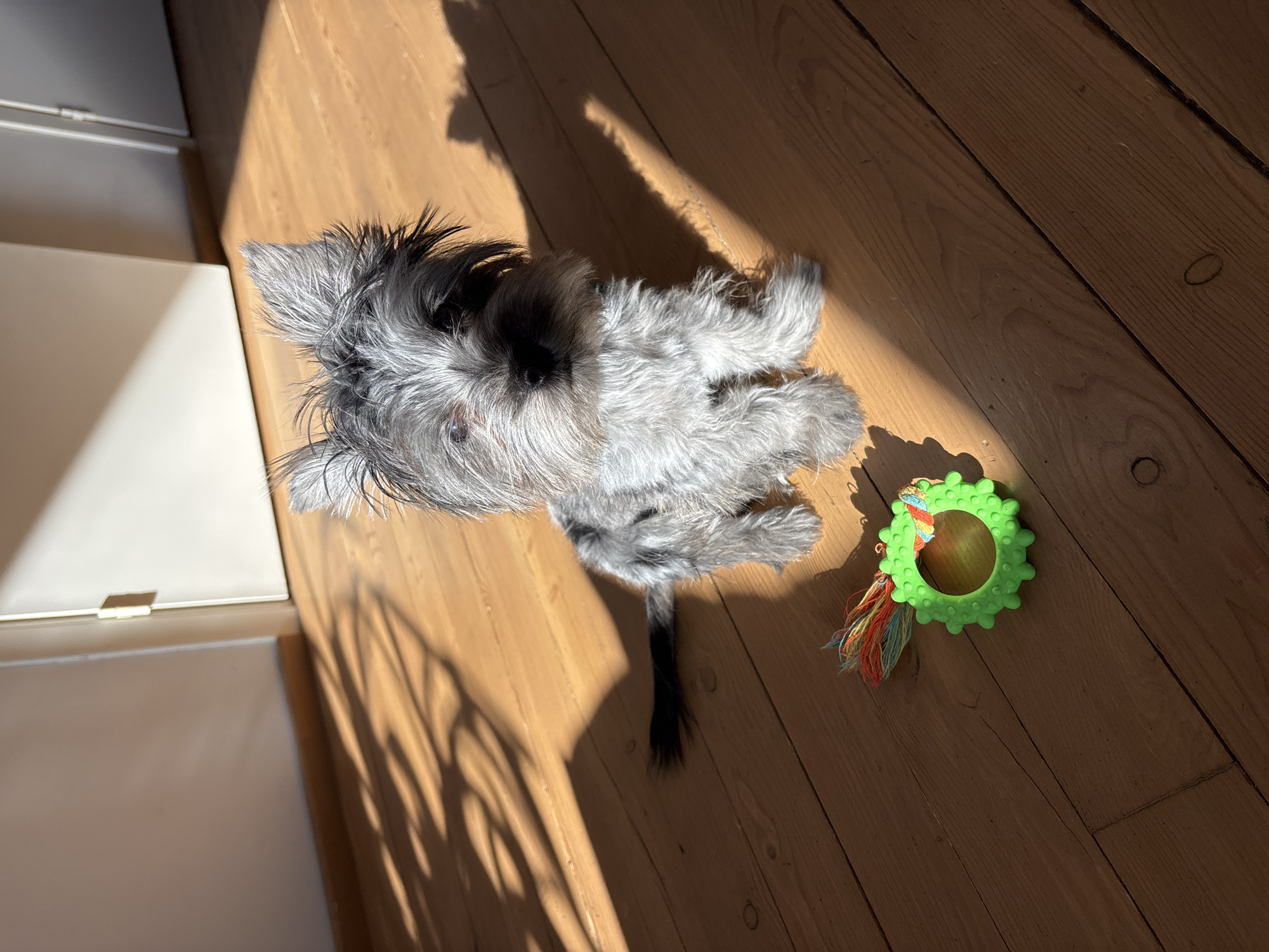 A gray and black Schnauzer-type dog lies on a wooden floor next to a green dog toy with colorful tassels. The scene is indoors, with sunlight casting shadows on the floor and side of a white cabinet. The image's location in Chaikovsky, Russia is unspecified.