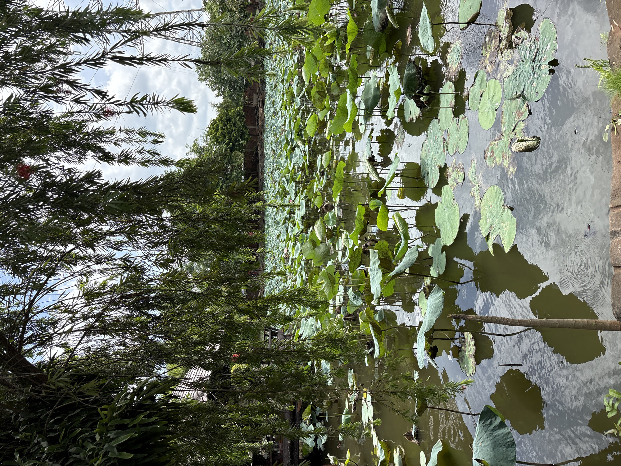 This is an eye-level, medium shot of a pond filled with many lily pads. The water is murky and reflects the sky and surrounding trees. In the foreground, willow branches hang down, partially obscuring the view of the pond. In the background, there is some vegetation and a building with a tiled roof. The scene appears to be located in a natural or semi-natural setting, possibly a park or garden, in the city of Thuận An, Vietnam. There are no people or animals visible in the image.