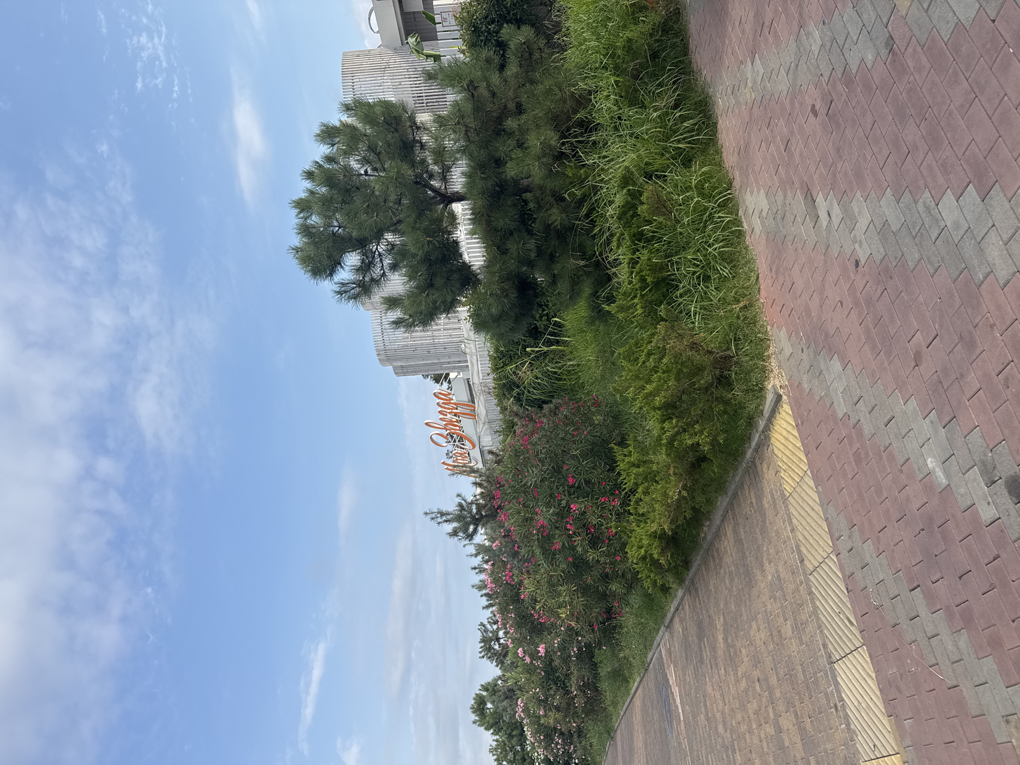 The image shows a pathway in Sirius, Russia, likely a public space or promenade, adjacent to a lush garden and a building. The pathway is paved with interlocking bricks in shades of red and gray, with yellow tactile paving indicating a change in elevation or a crossing. A line of diverse greenery, including flowering bushes with pink and white blossoms, evergreen shrubs, and tall grasses, borders the pathway. In the background, a large pine tree stands prominently in front of a modern building with a curved, ribbed facade, and a sign with orange lettering that reads "Моя Звезда" (My Star). The sky above is a clear blue with scattered white clouds. The scene depicts a well-maintained outdoor area, suggesting a leisure or commercial zone. There are no people visible in the image.