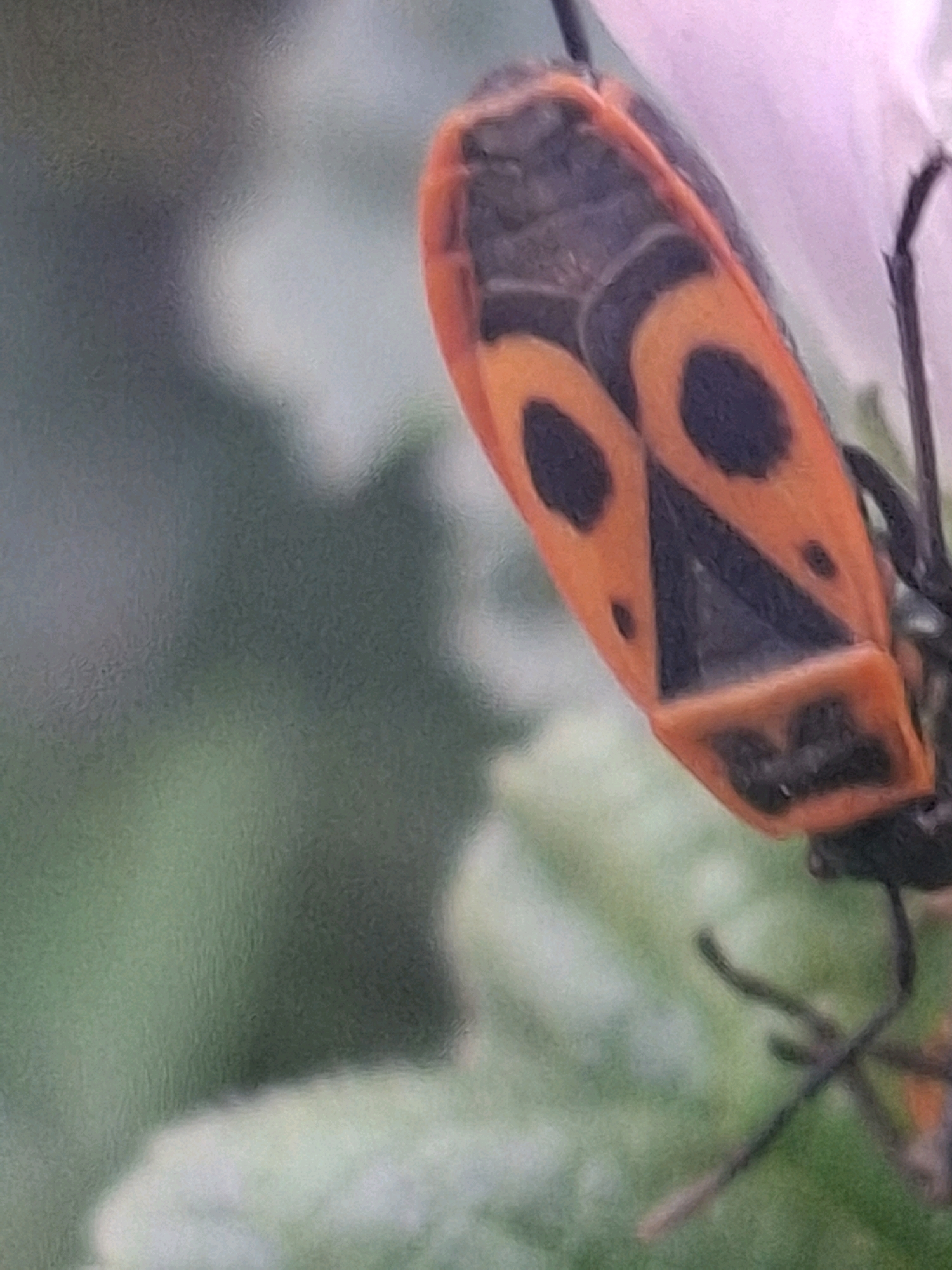 An extreme close-up shot of a red and black insect is presented, with the insect's underside filling the frame. The insect's body is primarily orange-red with distinct black markings. Two large, oval-shaped black spots are visible on the upper part of its abdomen, with smaller black dots scattered around. A prominent black triangular marking is centered on the lower part of its abdomen, with a smaller black rectangular marking below it. The insect's thin, dark legs are visible clinging to a surface, partially obscuring the background. The background is a blur of greens and muted purples, suggesting foliage and possibly a flower petal. The image's focus is entirely on the insect, creating a macro view that highlights its intricate patterns and textures. There is no information in the image to suggest a location in Almaty, Kazakhstan.