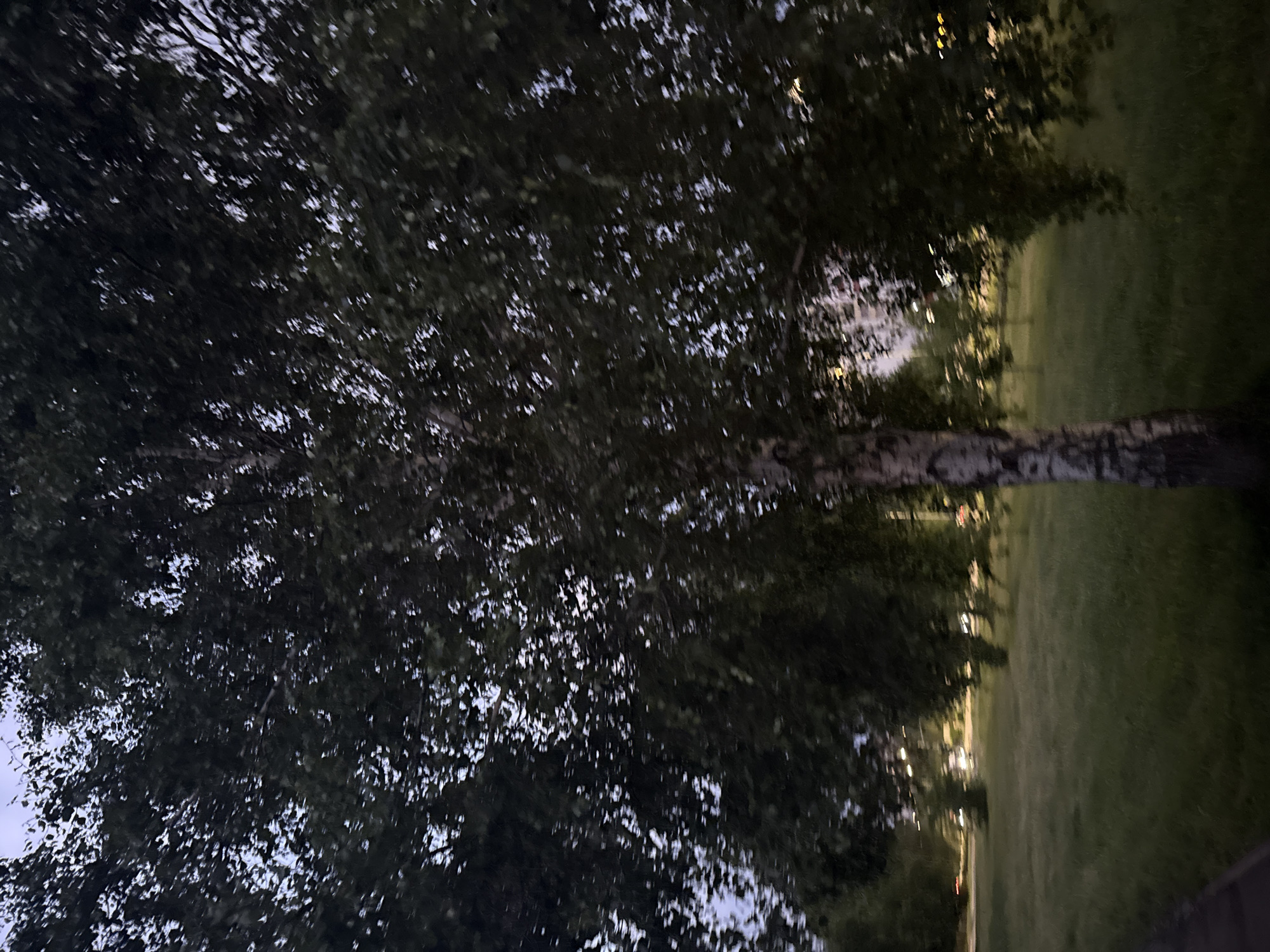 The image depicts an outdoor scene captured at dusk or night in Naberezhnye Chelny, Russia. A large tree, likely a birch given its pale trunk with dark, characteristic markings, stands prominently in the foreground. Its dense canopy of dark green leaves occupies the upper two-thirds of the frame, silhouetted against a dimly lit, pale grey-blue sky visible through gaps in the foliage. The midground features a grassy expanse. In the background, multiple blurred artificial light sources, predominantly white and yellow, are visible, indicating distant urban infrastructure such as streetlights or vehicle headlights. Other trees and vegetation are discernible in the mid-to-background, obscured by the low light conditions. No human subjects, animals, or explicit actions are observed within the frame.