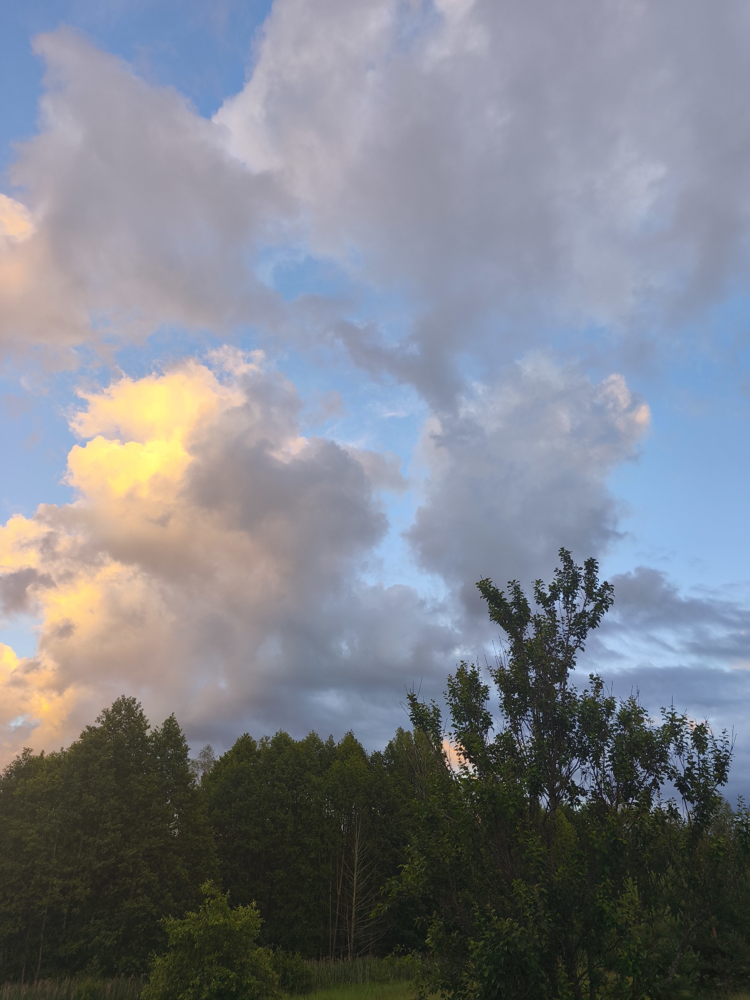 The image depicts a landscape scene with a dramatic sky filled with colorful clouds over a dense line of trees. The clouds are illuminated by the setting sun, with hues of yellow, orange, and pink contrasting with the blue sky and darker gray clouds. The trees in the foreground are lush and green, forming a dark silhouette against the vibrant sky. The scene appears to be located in an outdoor natural setting, possibly a forest or park, in or near the city of Porechye, Belarus. There are no people or specific man-made objects visible in the image. The overall impression is one of a serene and picturesque natural environment at dusk.