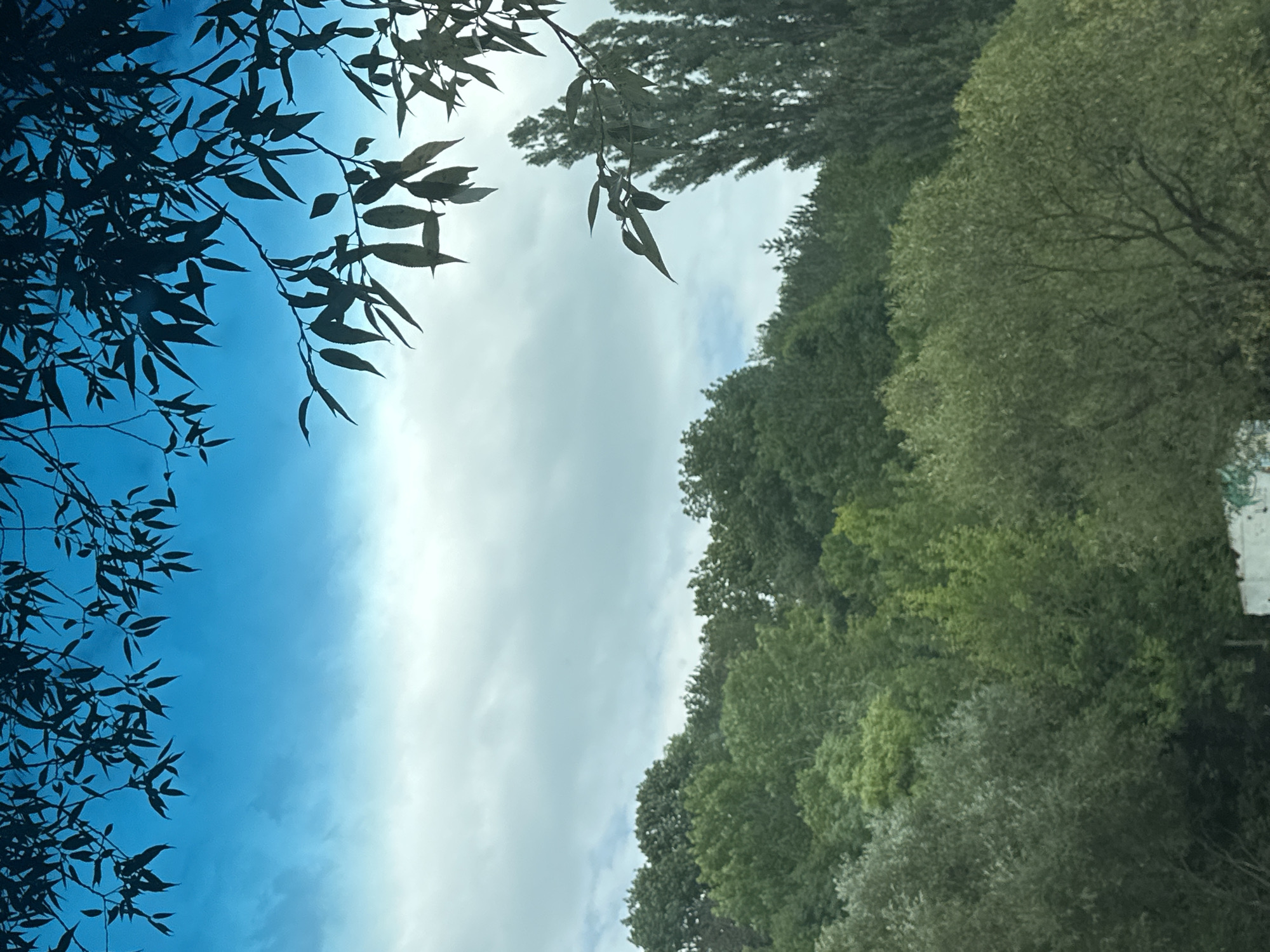The image depicts a landscape scene with a vibrant blue sky and scattered clouds. Silhouetted branches and leaves from a tree hang down from the top of the frame, obscuring parts of the sky. Below the sky, a dense forest covers a hilly terrain. The trees are predominantly green, with varying shades indicating different types of foliage. Tall, slender trees are visible on the right side of the image, standing out against the softer contours of the forested hills. In the lower foreground, the tops of some trees are visible, and a portion of a white structure with some graffiti is partially visible. The scene appears to be a natural setting, likely on the outskirts of a populated area, given the presence of the structure. The geographical location is identified as Makiv, Ukraine, suggesting a rural or semi-rural environment. There are no people or animals visible in the image, and no actions or interactions are depicted. The overall impression is one of a tranquil, verdant landscape under a bright sky.