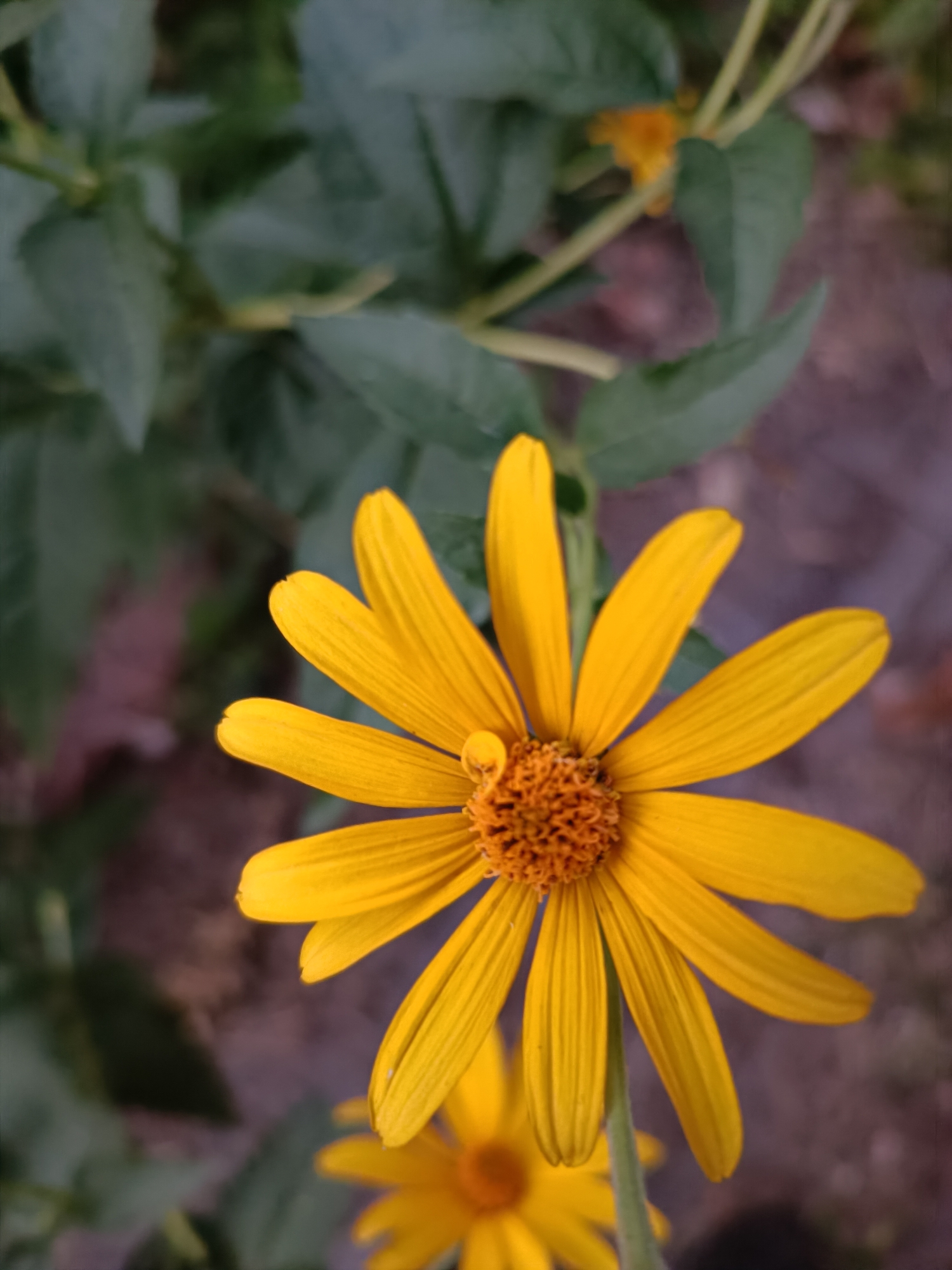 The image is a close-up, vertically oriented photograph of a bright yellow daisy-like flower with numerous slender petals radiating from a textured orange-brown center. The flower is in sharp focus, with its petals exhibiting a slight curl and distinct parallel veins. A thin green stem is visible supporting the flower. In the background, out of focus, are dark green leaves and a soft blur of brown and purple, suggesting an outdoor setting such as a garden or natural area. The lighting appears to be natural, illuminating the flower from above. There are no people, animals, or man-made objects visible in the frame. The scene suggests a temperate climate, likely during the daytime. The location within the city of Zaporizhzhia, Ukraine, is not discernible from the visual information provided in the image.