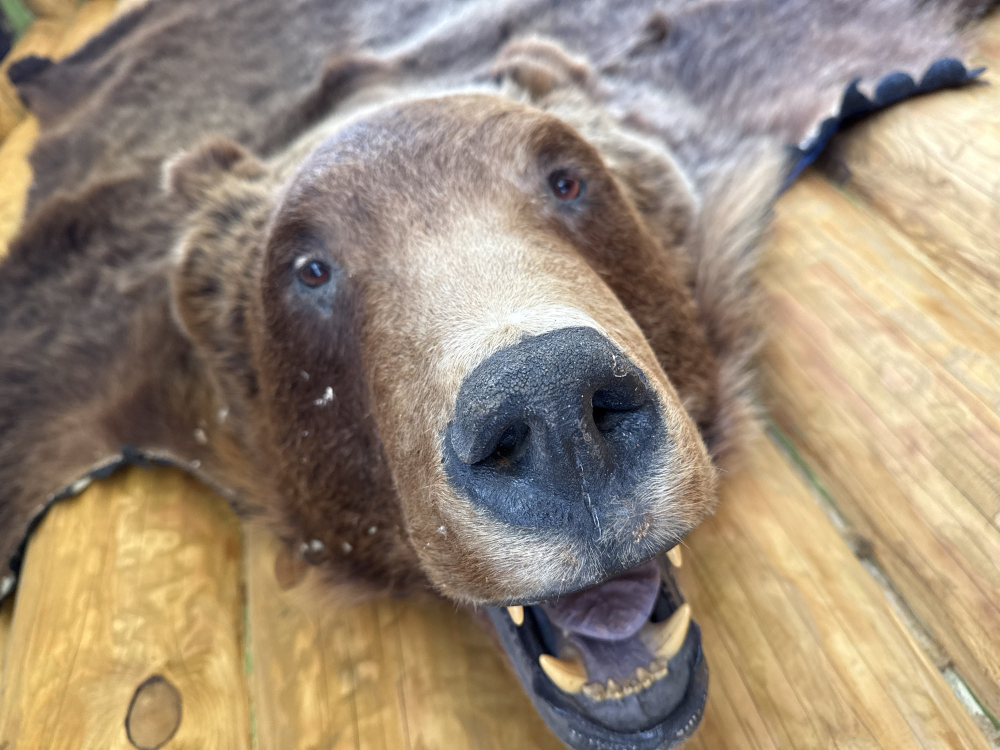 A close-up, high-angle shot captures the head and upper body of a brown bear taxidermy, laid out as a rug on a light-colored wooden surface. The bear's head is prominently centered and sharply in focus, featuring a wide-open mouth that reveals its yellowish-white teeth and a purple-ish tongue. Its large, black nose and reddish-brown eyes are clearly visible. The bear's fur is a consistent shade of brown, with some lighter areas around the muzzle and darker tones on the body. Scattered white specks, possibly dust or small debris, are visible on the fur, particularly on the snout and around the edges.
The rest of the bear's body, extending outwards from the head, is blurred, lying flat against the wooden planks. The wooden surface appears to be made of wide, parallel planks, showing distinct grain patterns and occasional knots. A blue, scalloped edge of the rug's backing can be seen along the perimeter of the bear skin in some blurred areas. The lighting suggests natural daylight, providing clear visibility without harsh shadows. There is no visible text or discernible activity, as the subject is a static object. The scene appears to be an indoor or sheltered outdoor setting.