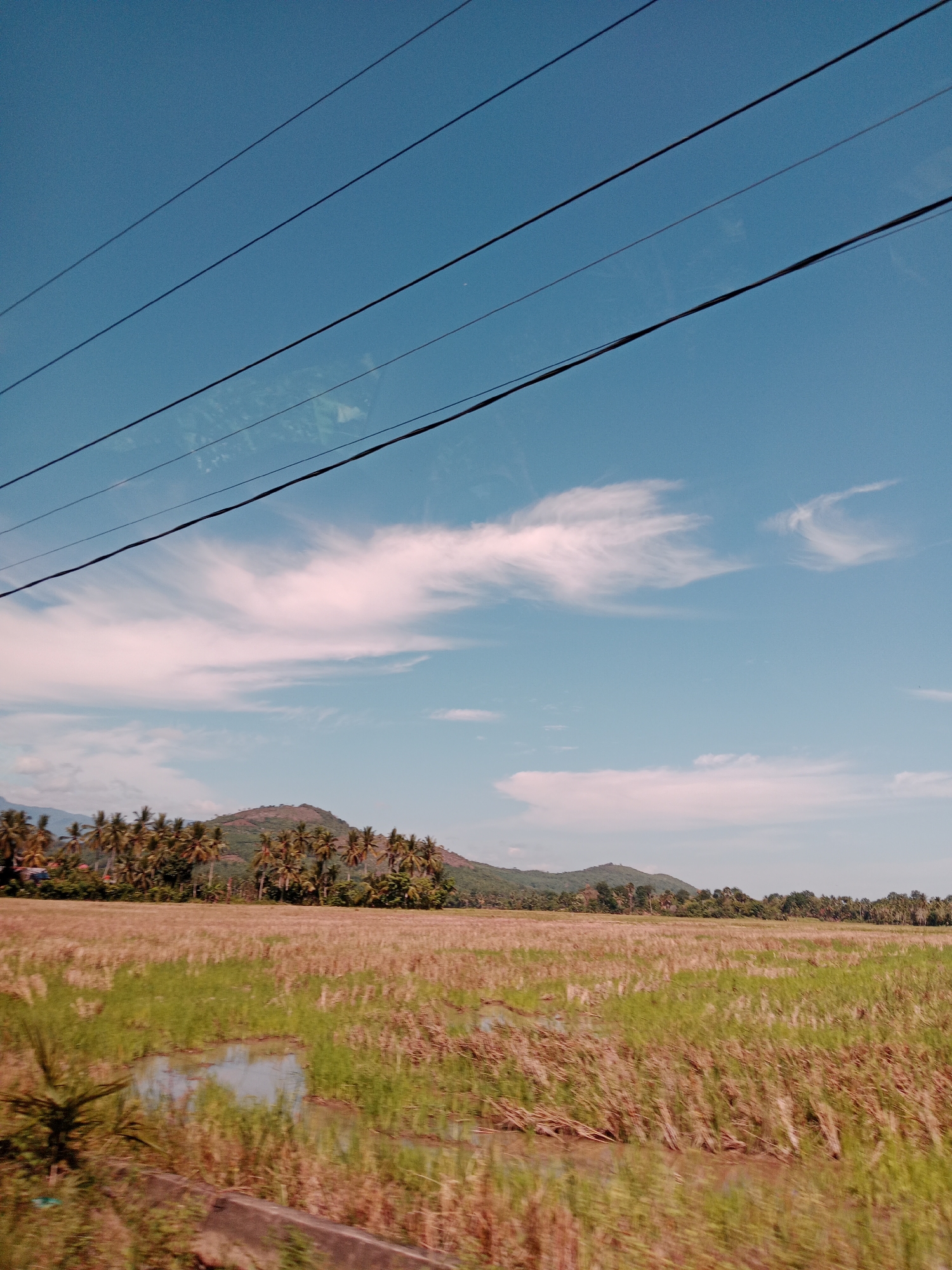 The image depicts a rural landscape, likely in a tropical or subtropical region. A field of harvested rice or similar crop occupies the foreground, showing both dry stalks and some areas with standing water. Beyond the field, there is a line of trees, including palm trees, at the base of some low-lying hills. The sky above is blue with scattered white clouds. Power lines are visible in the upper portion of the frame. The scene suggests a somewhat remote or agricultural area, captured from a moving vehicle. The city is Unknown, Unknown.